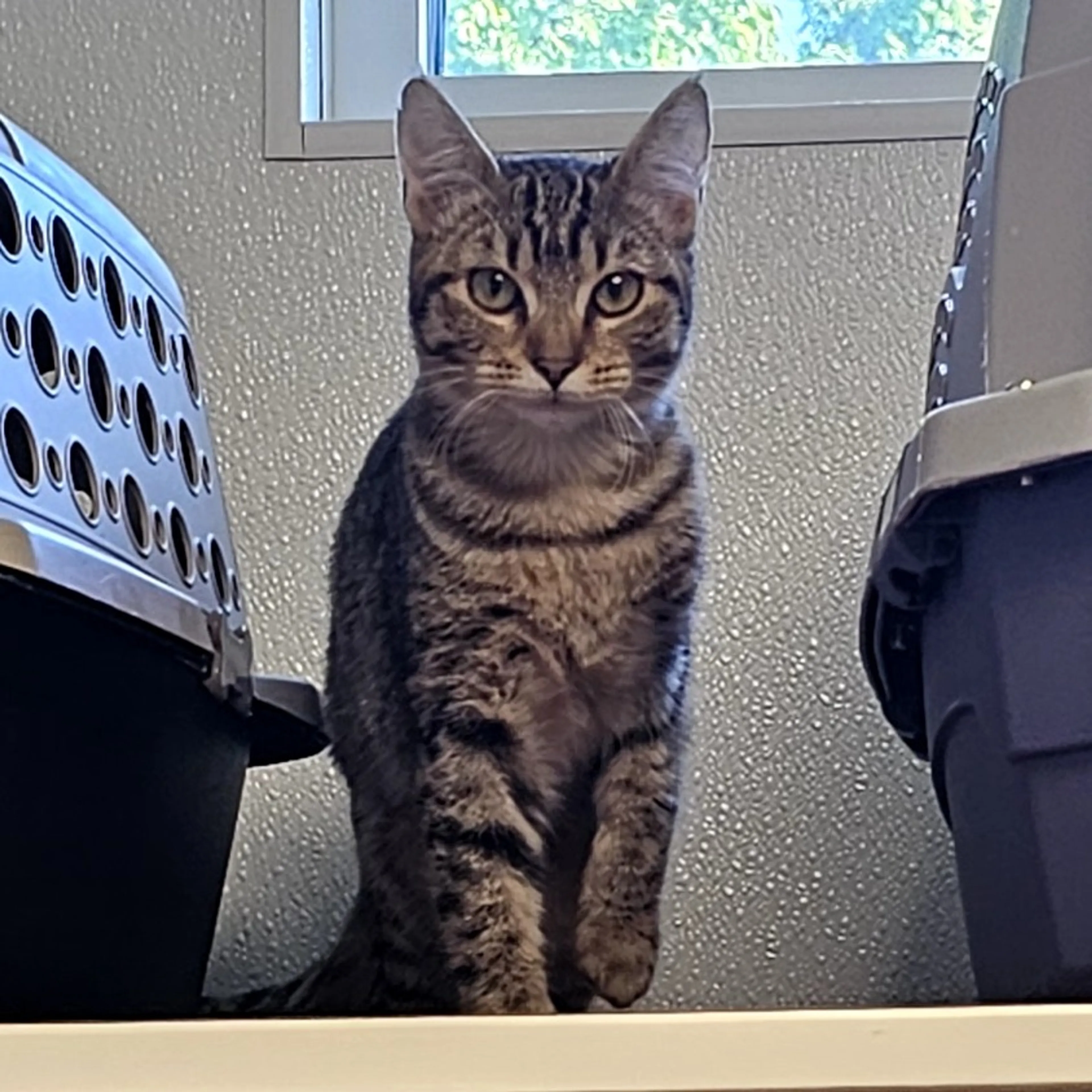 Found pet-3
