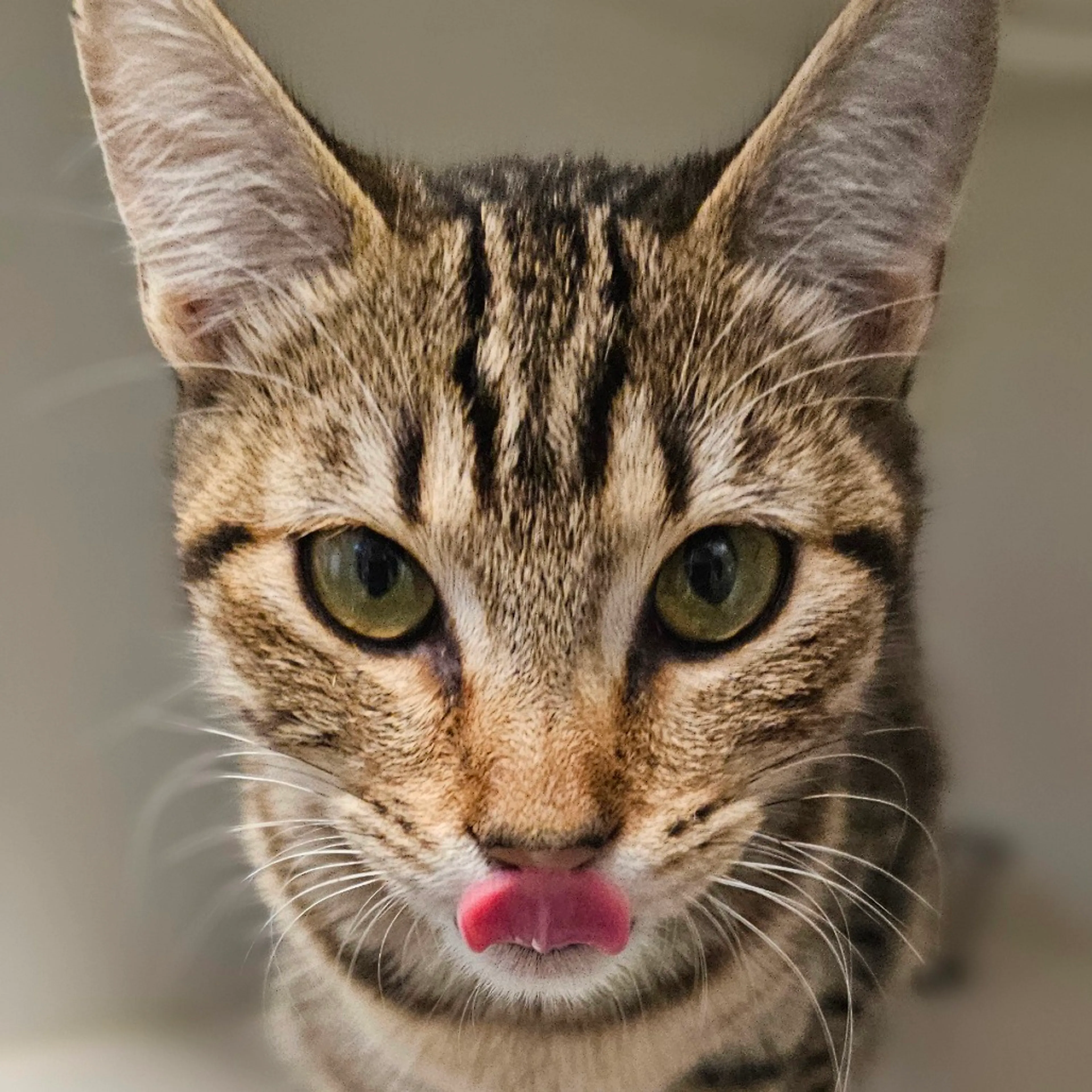 Found pet-4