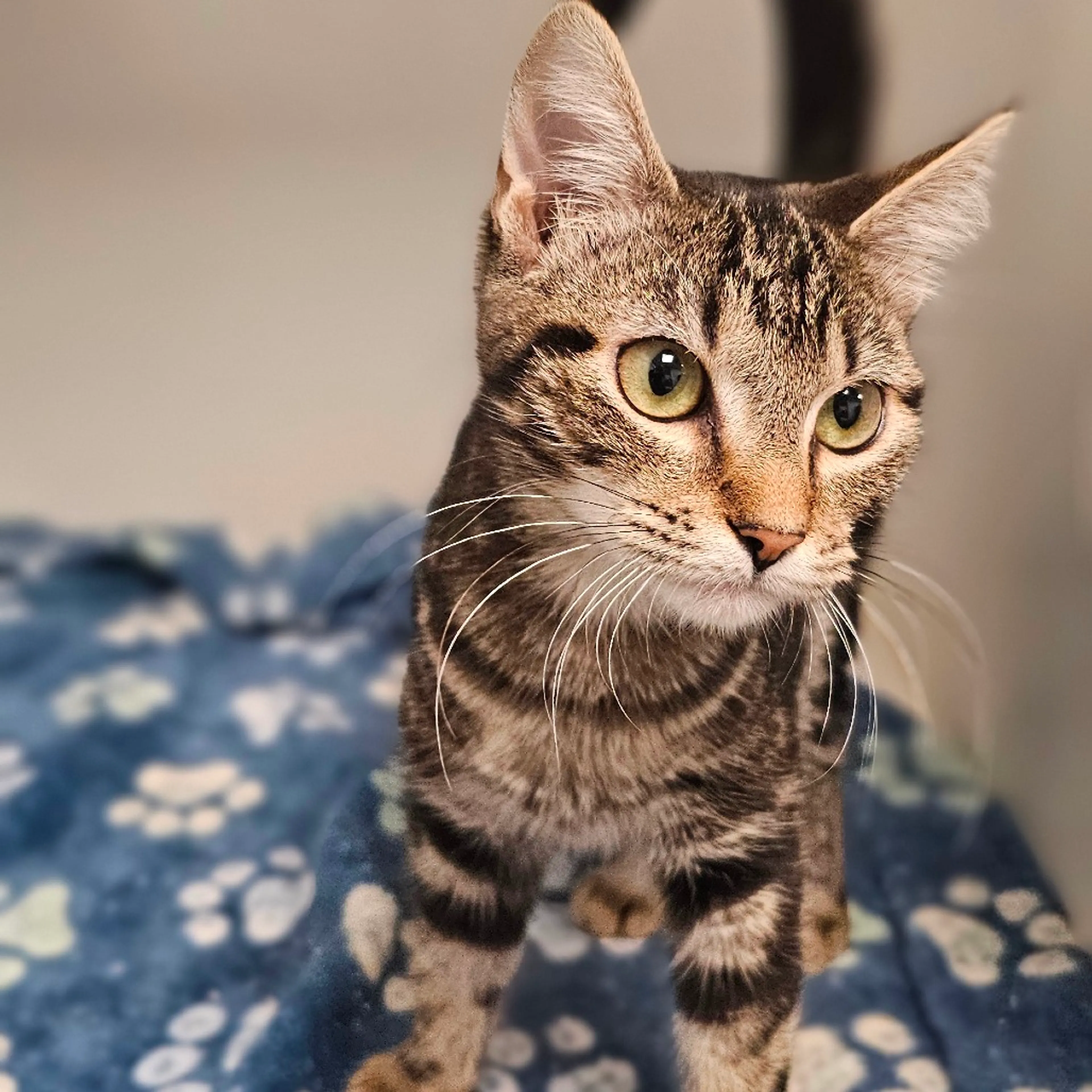 Found pet-3