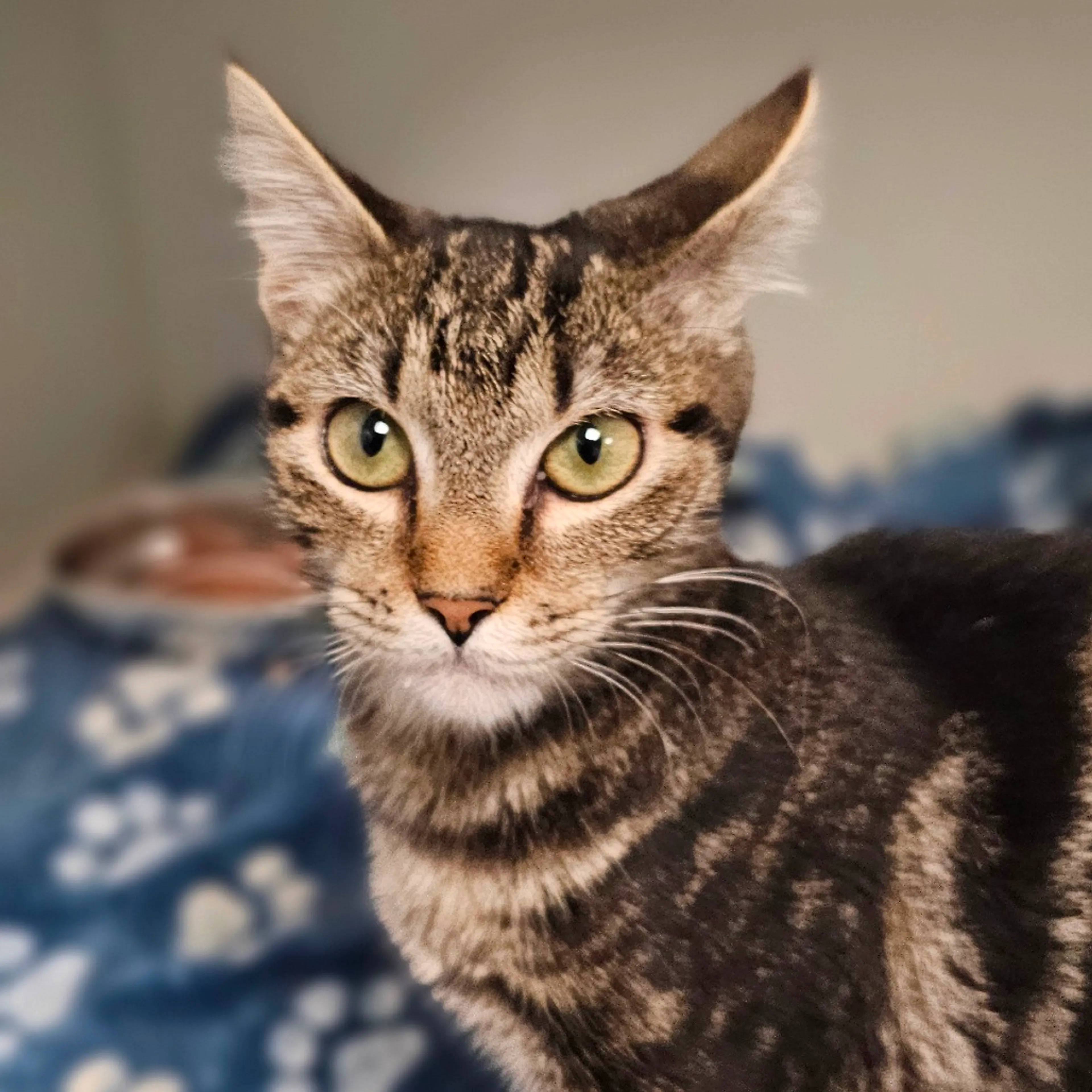 Found pet-2