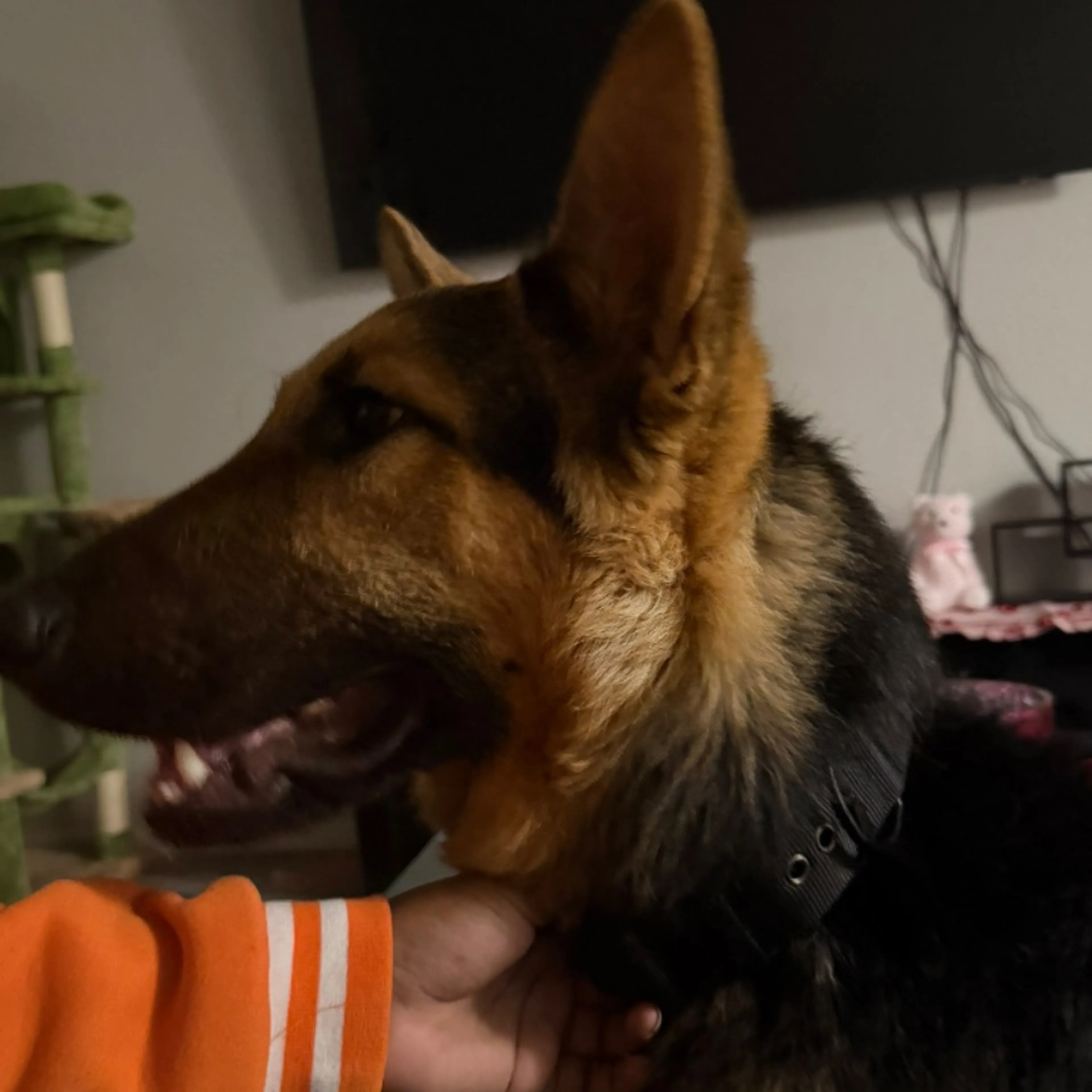 Lost pet