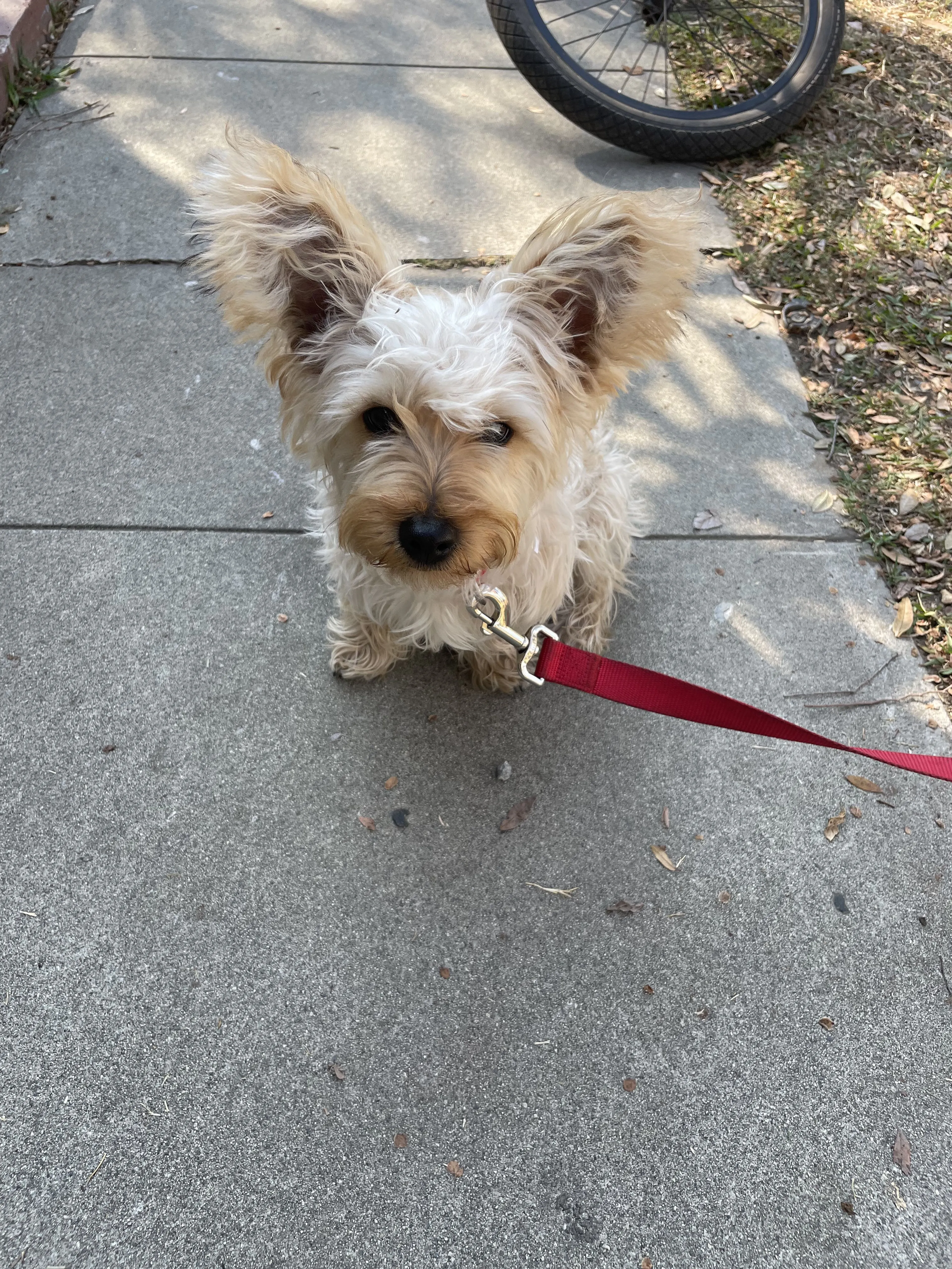 Lost pet-1