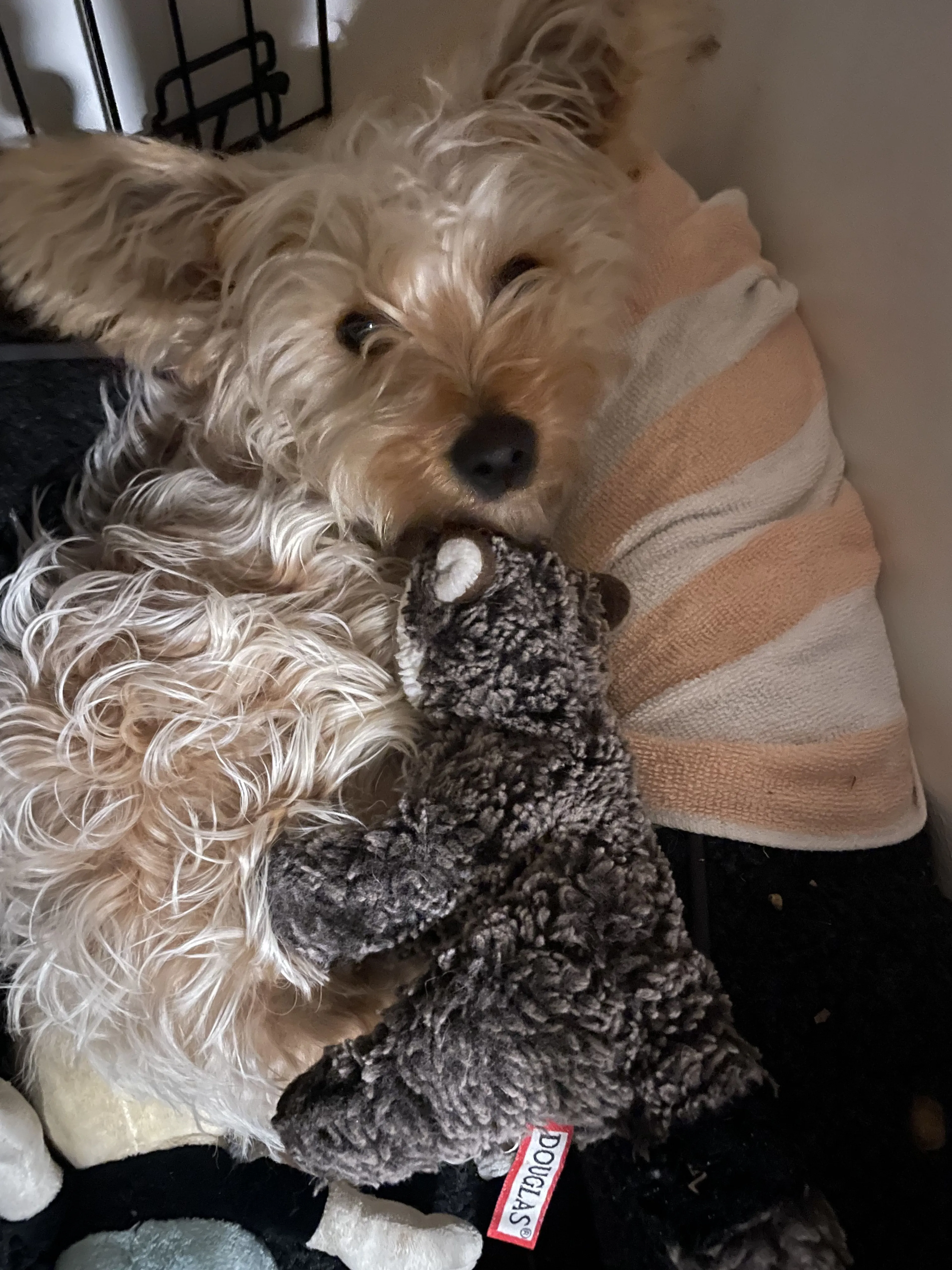 Lost pet-2