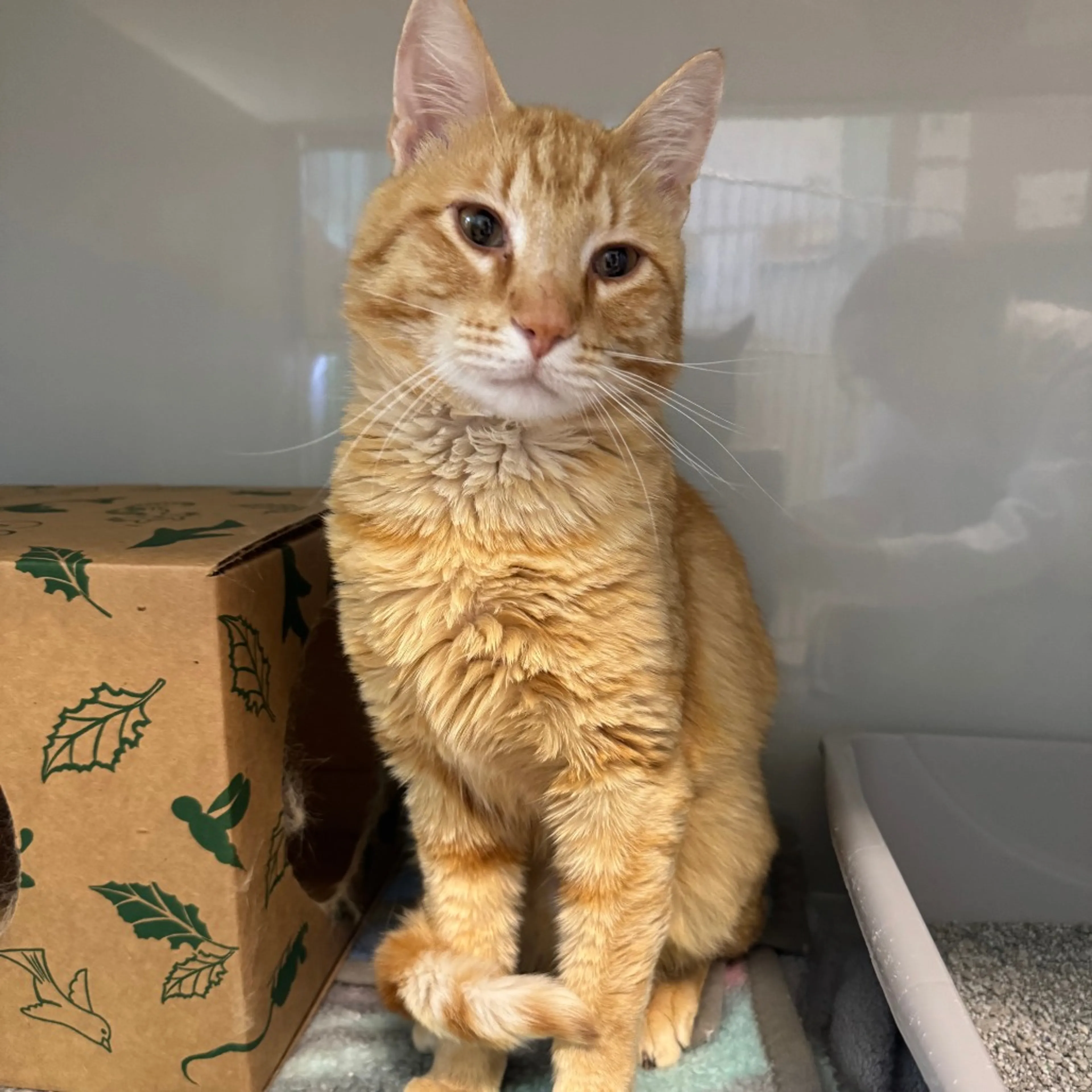 Found pet-3