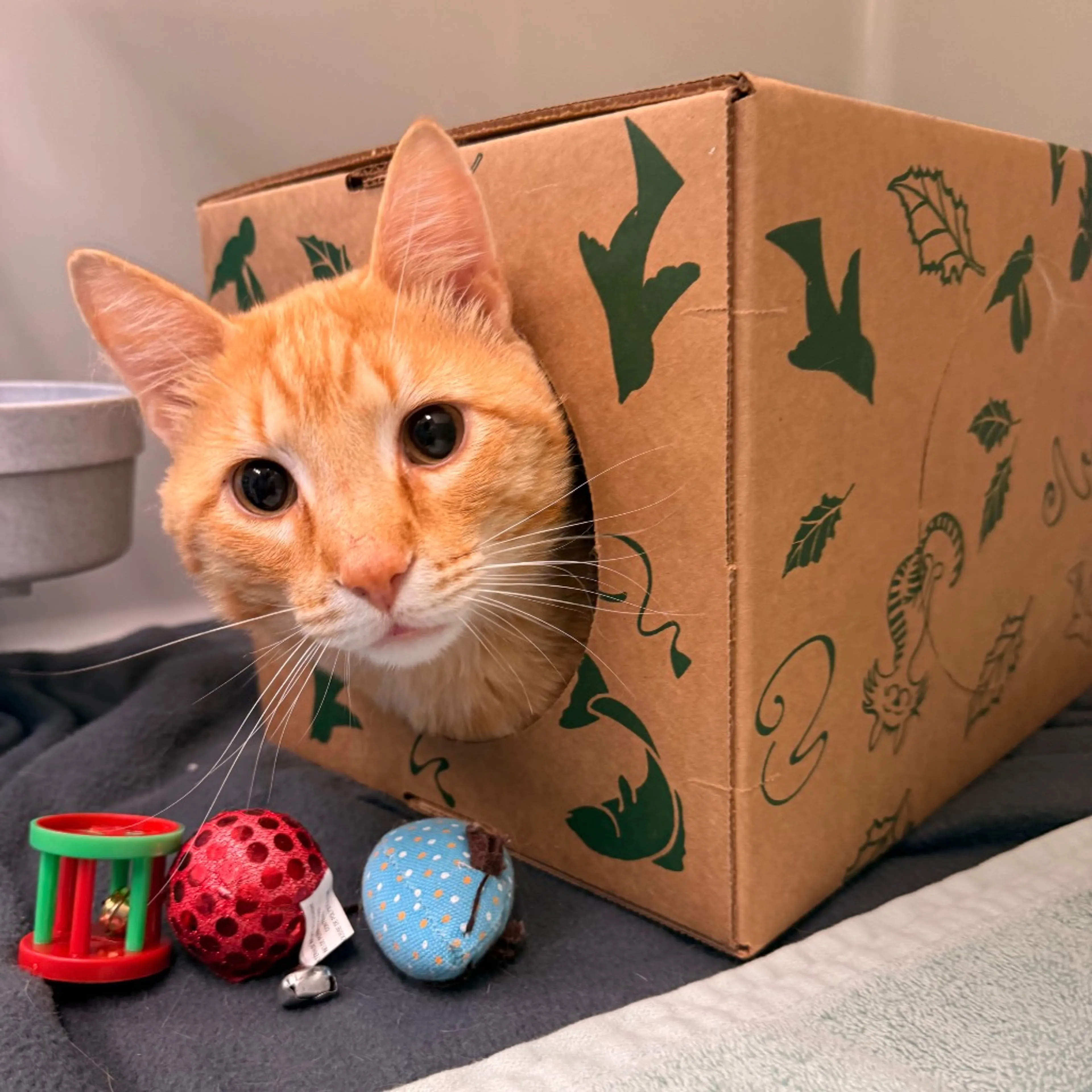 Found pet-1