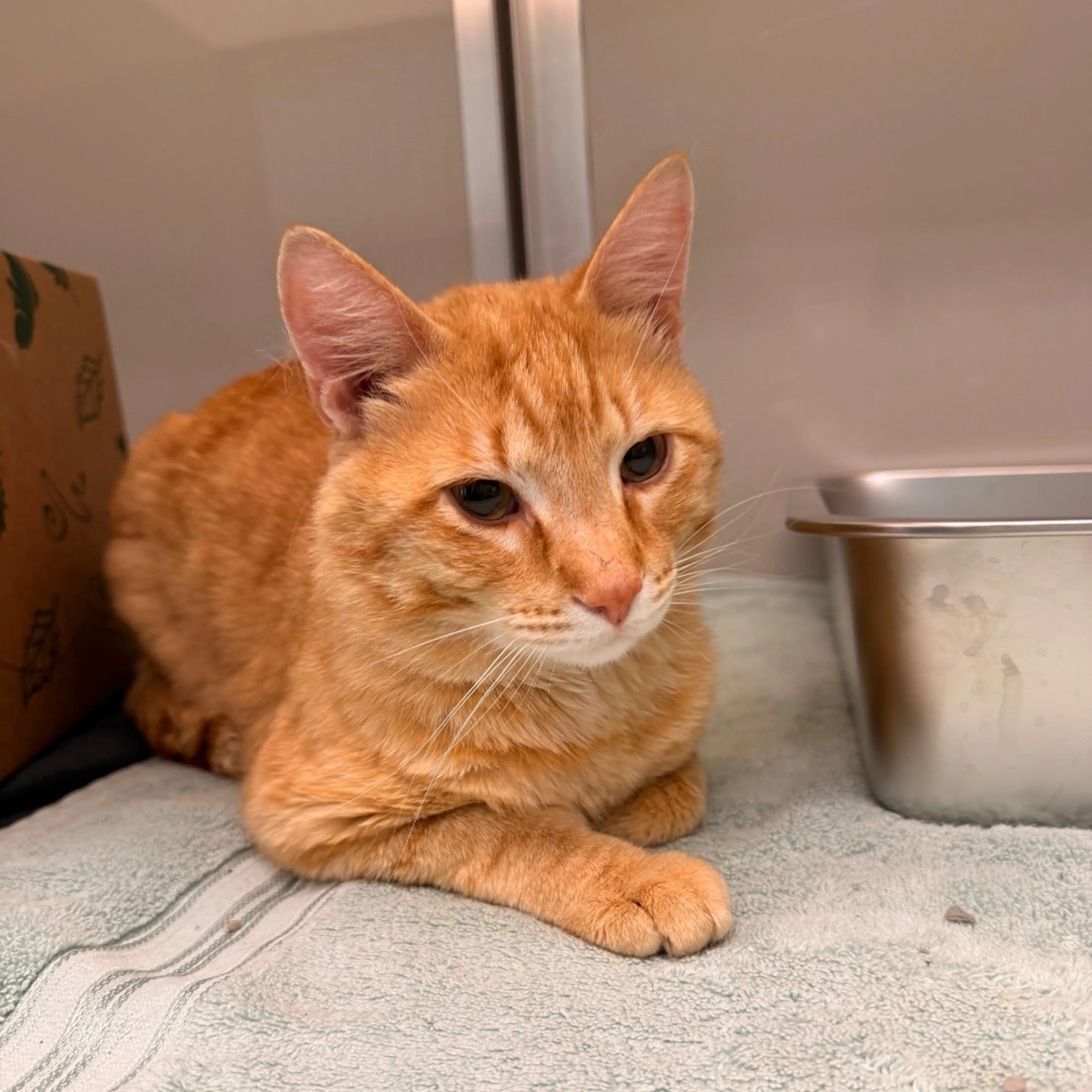 Found pet-2