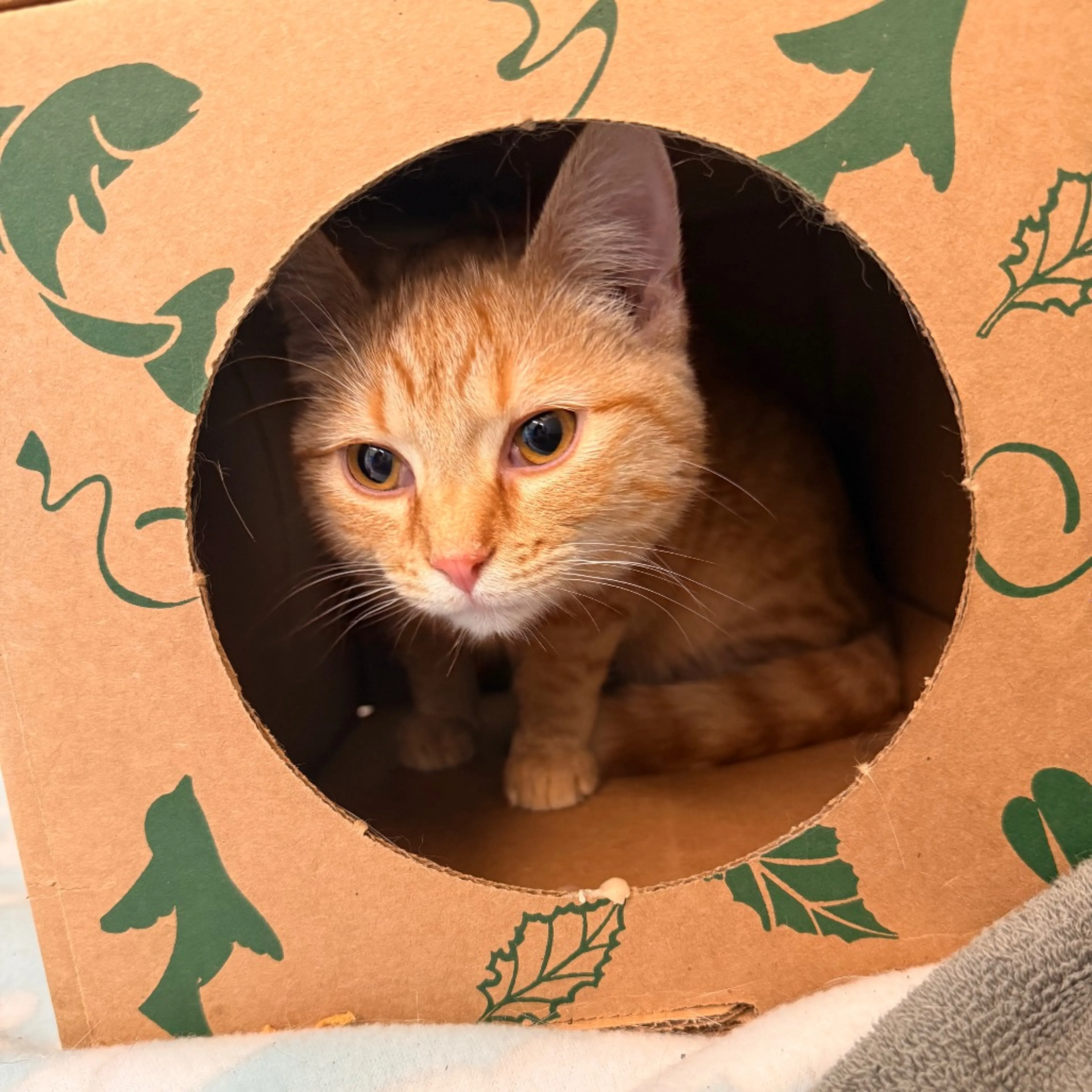Found pet-1