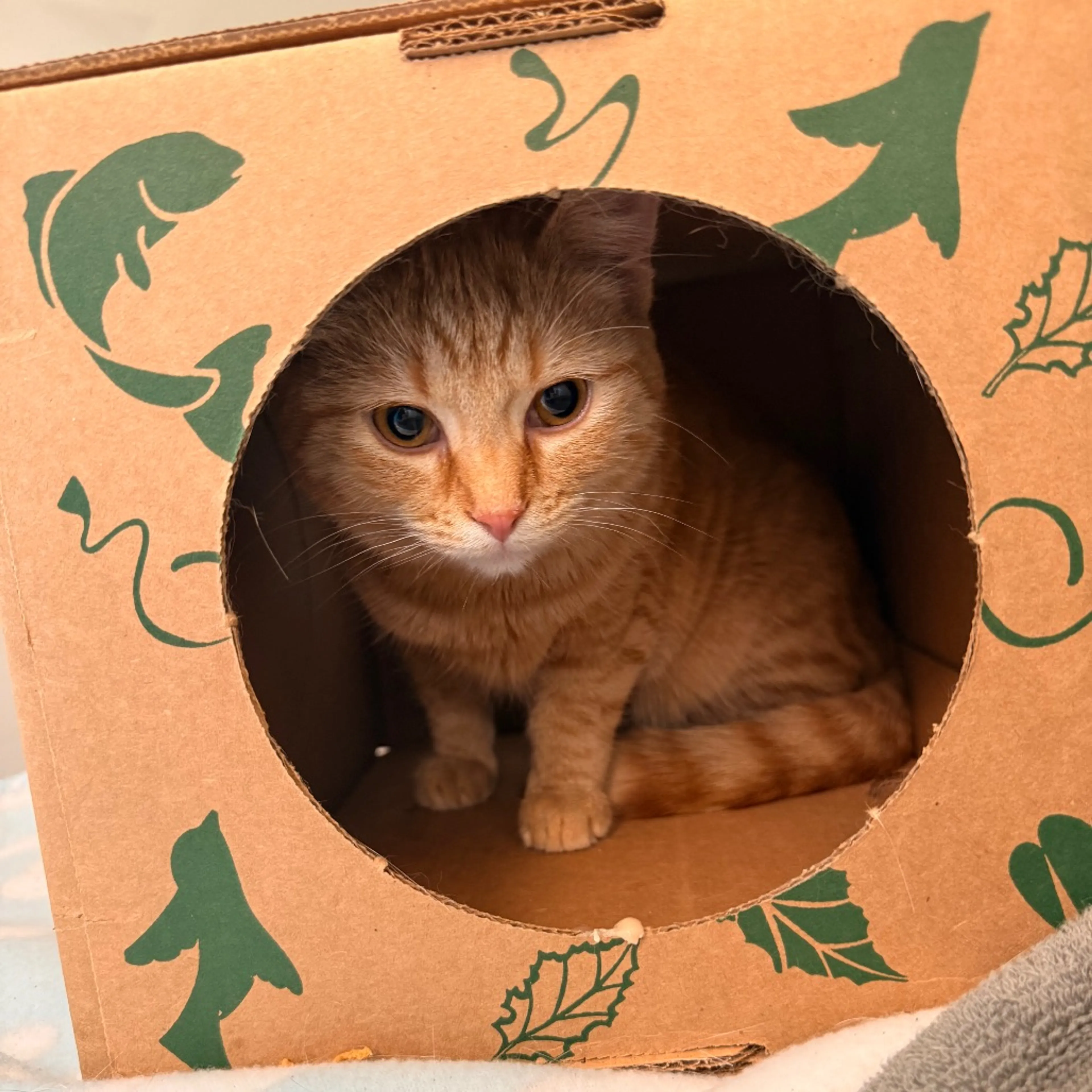Found pet-2
