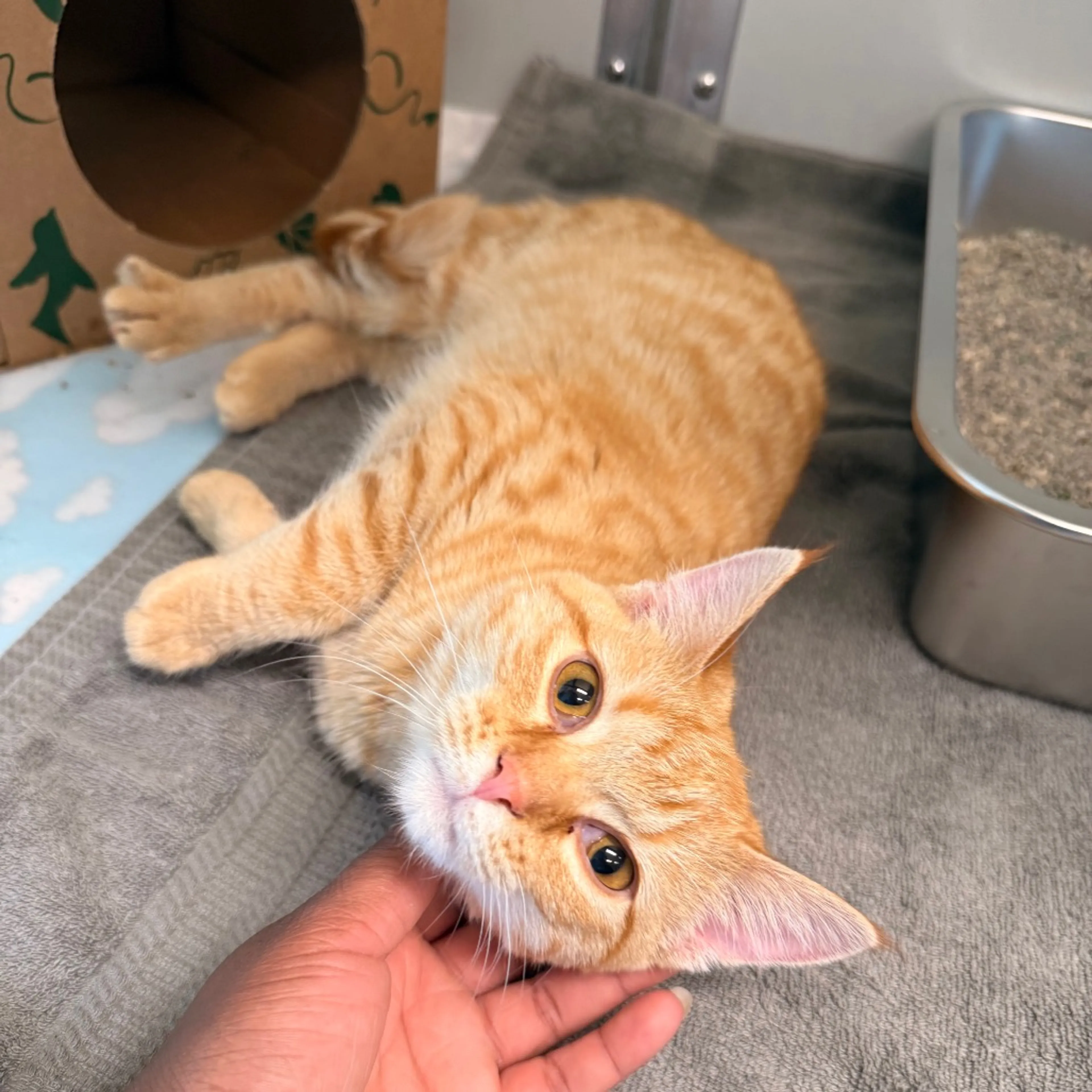 Found pet-5