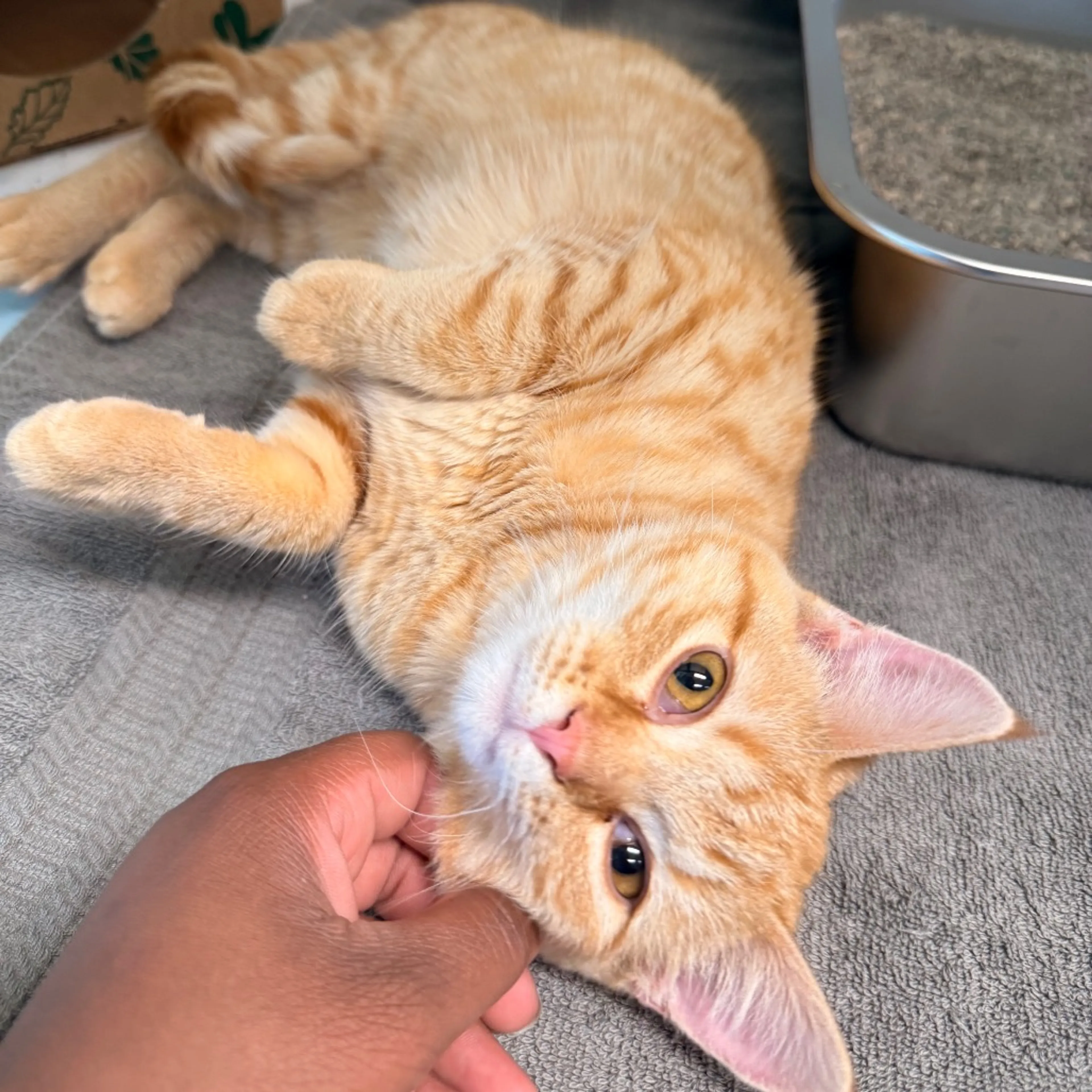 Found pet-4