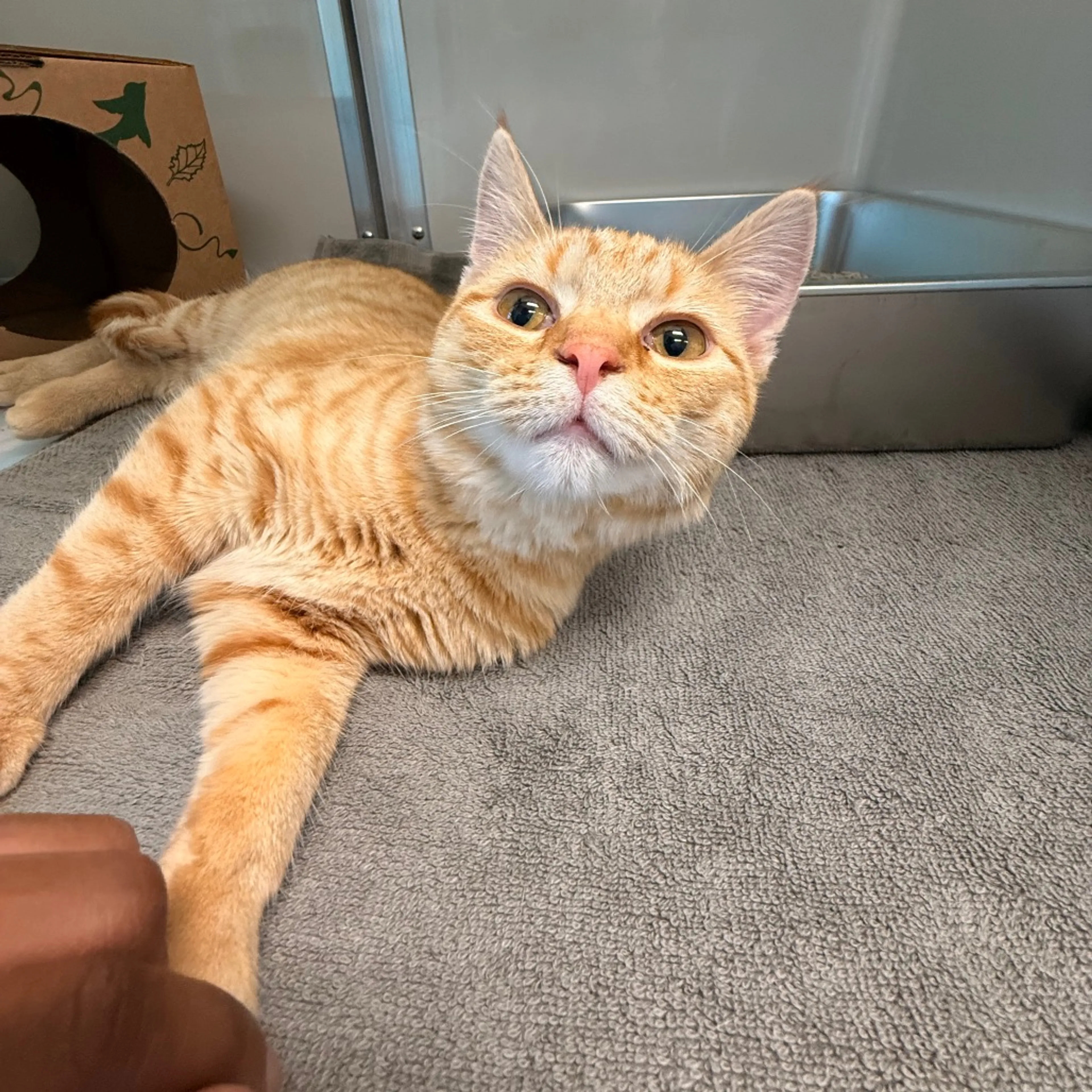 Found pet-6