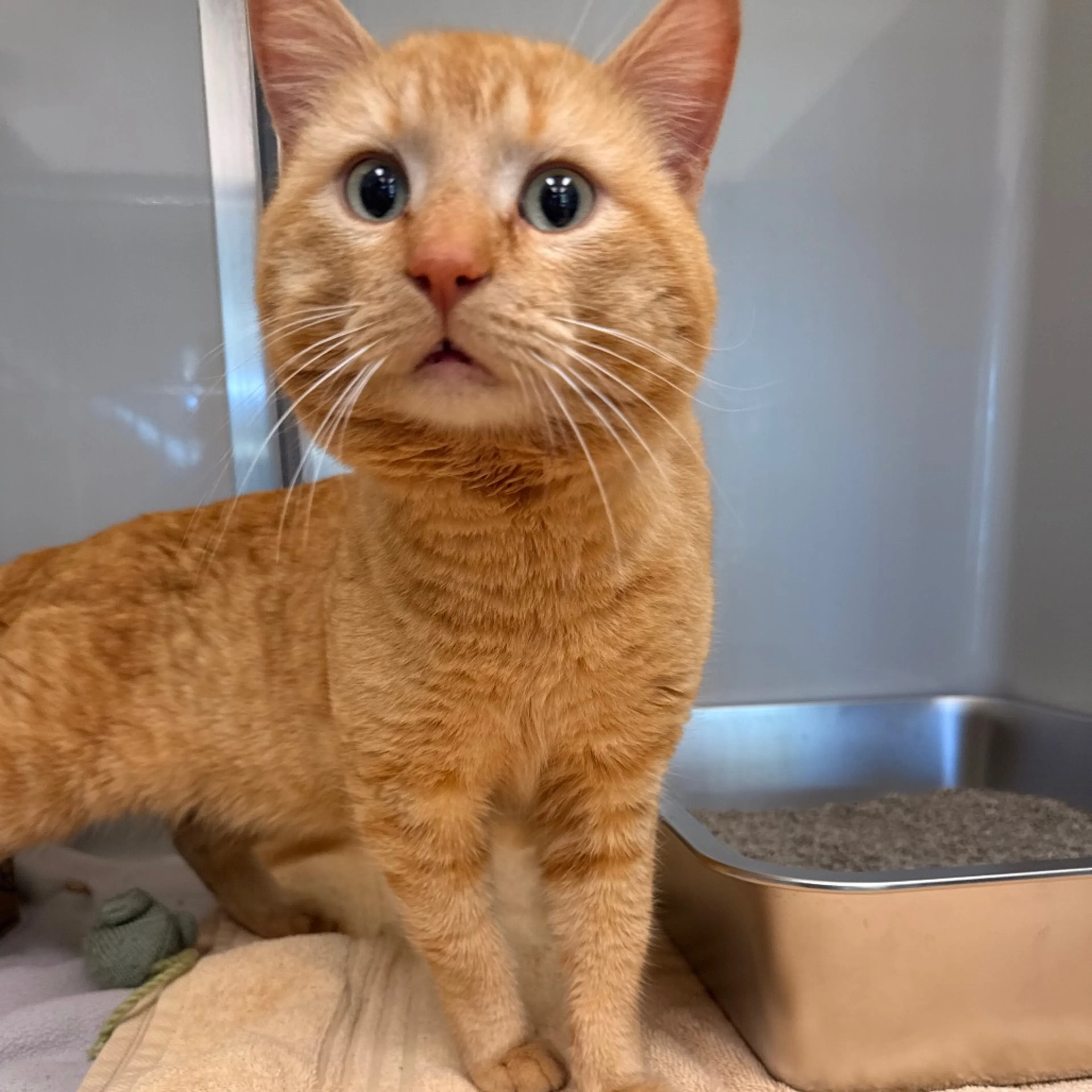 Found pet-2