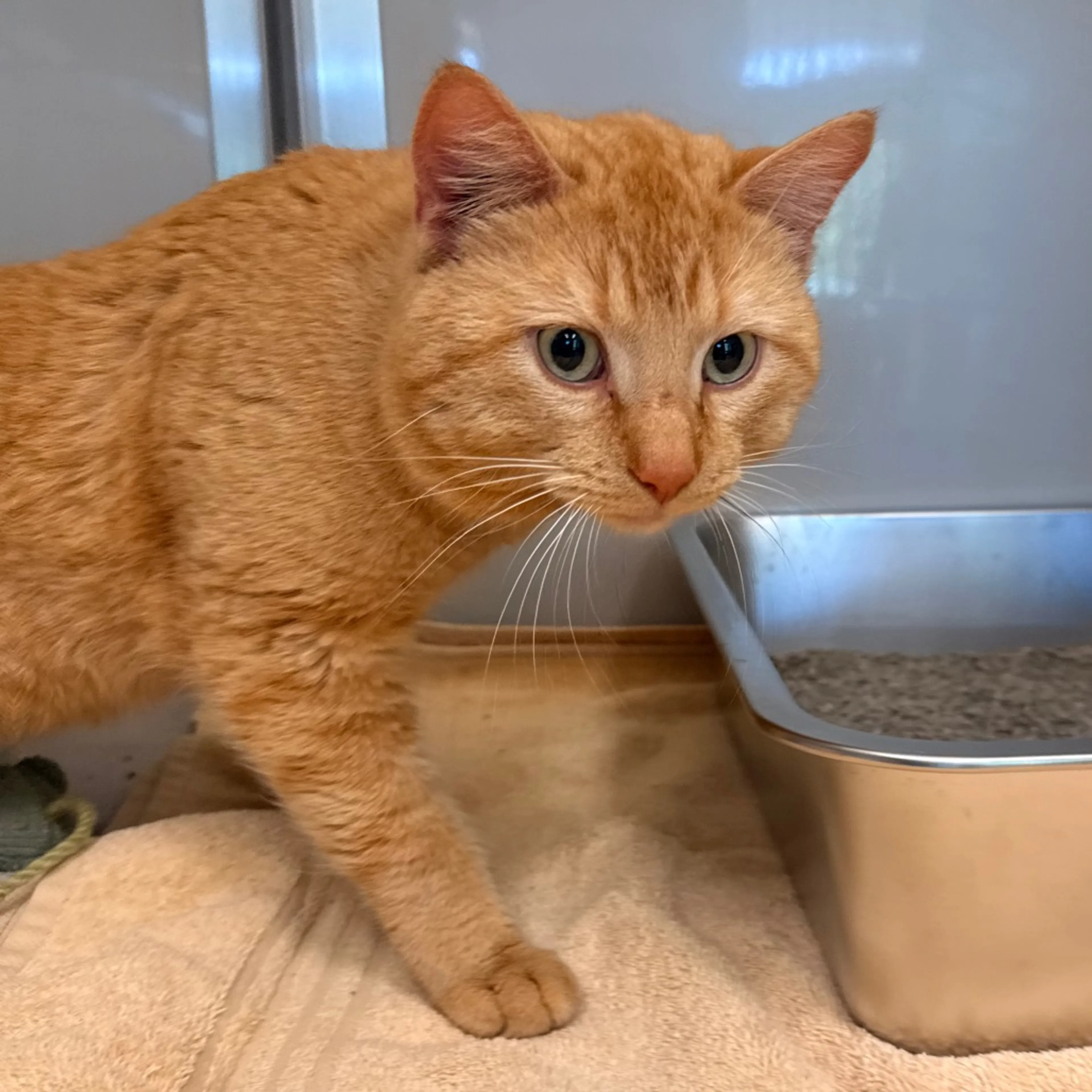 Found pet-1