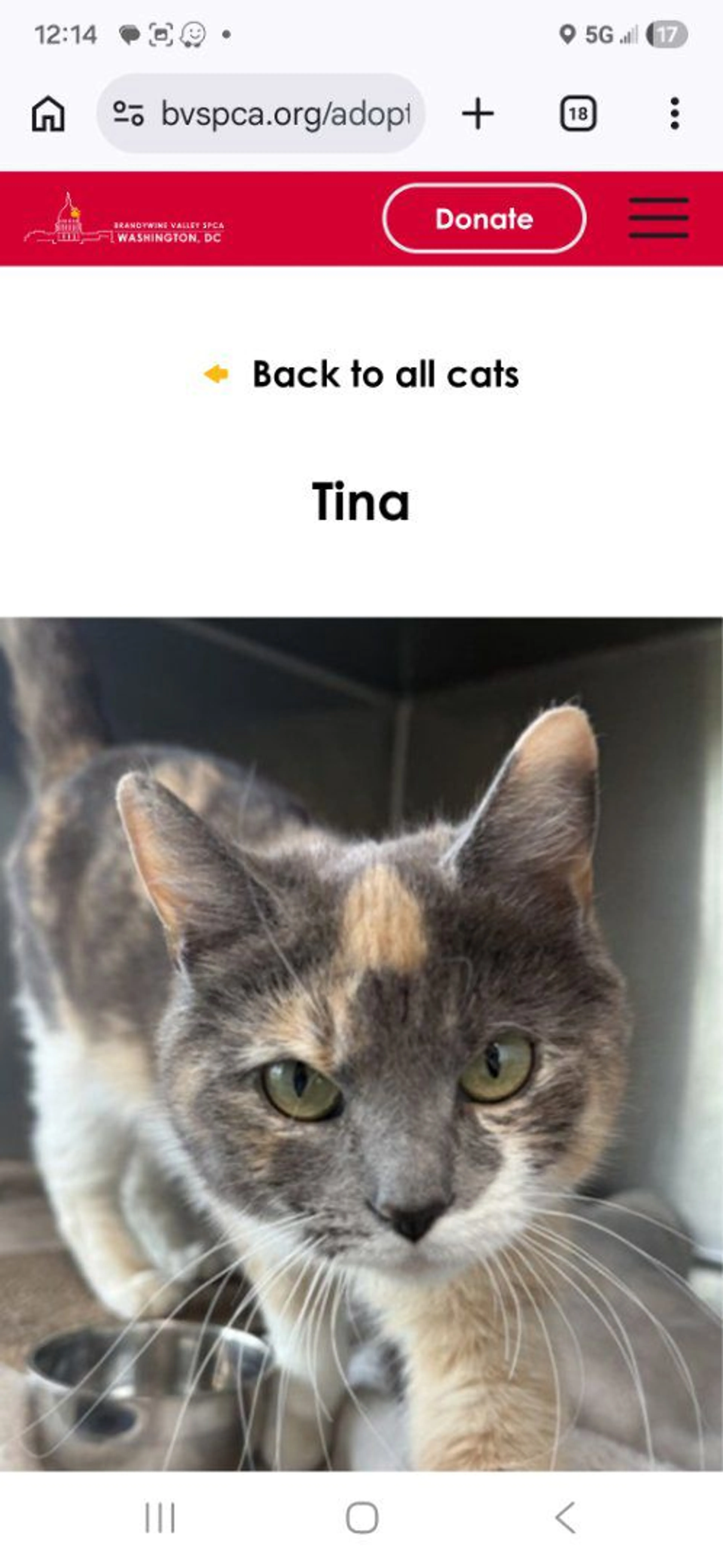 Lost pet