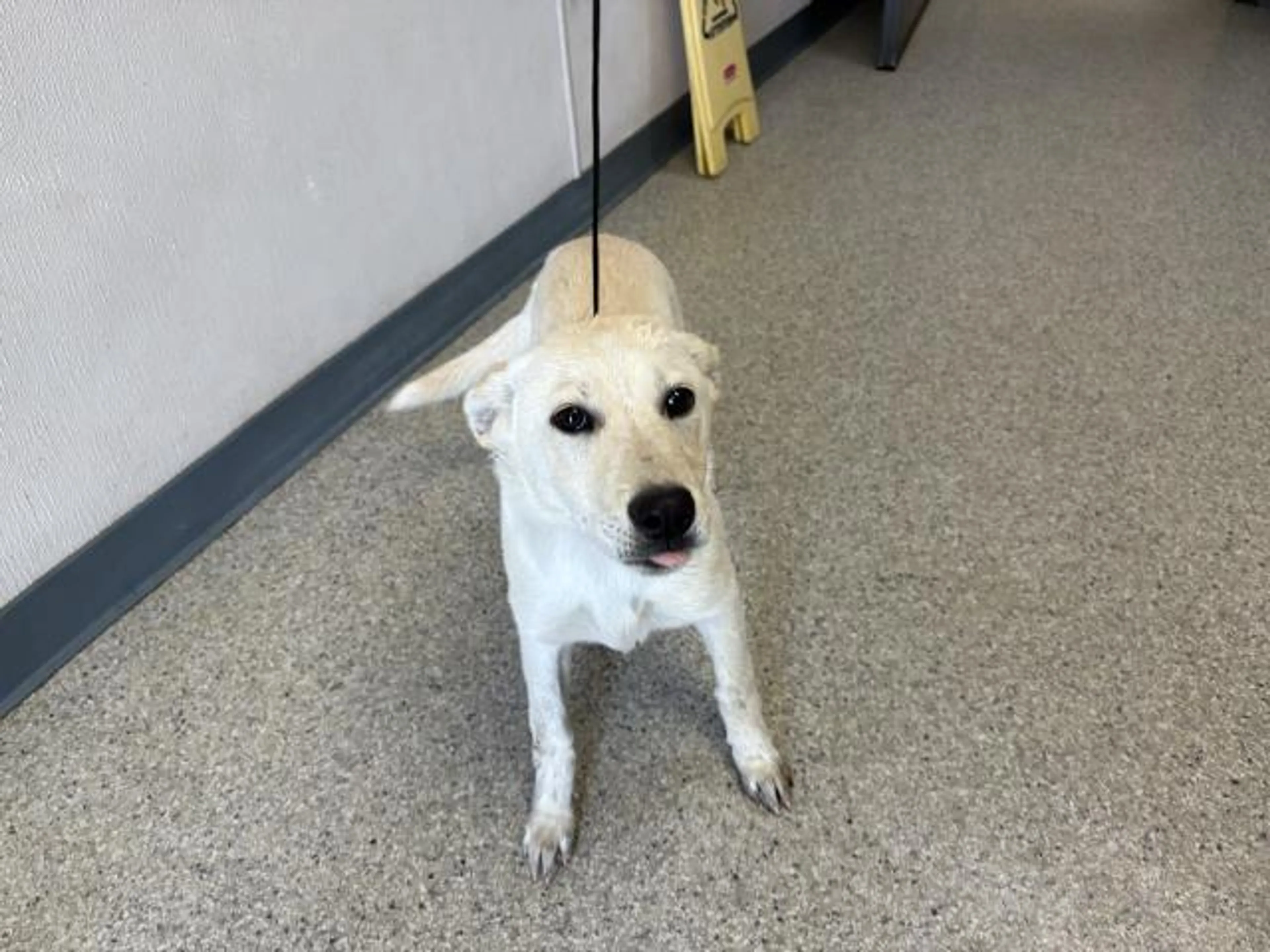 Found pet