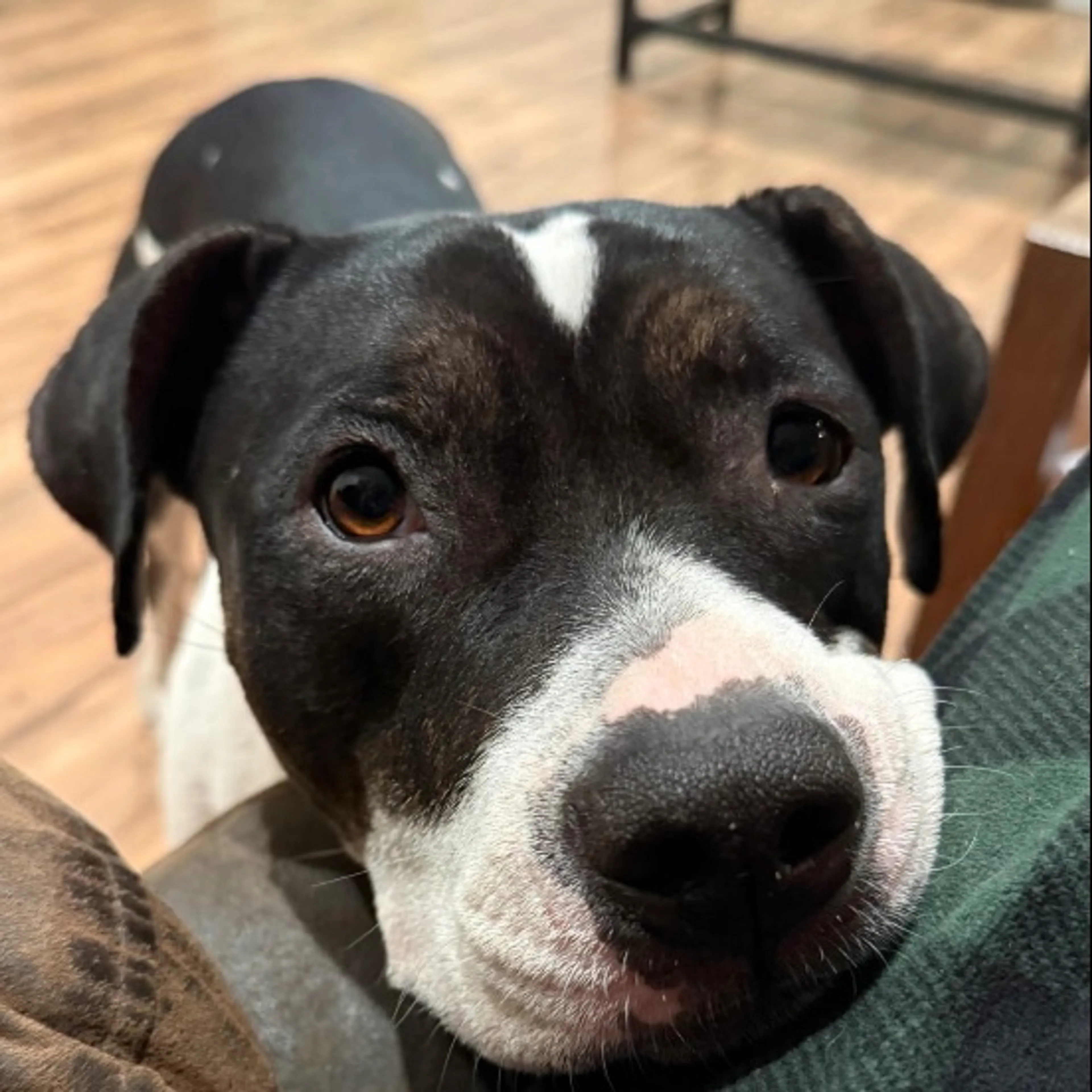 Lost pet