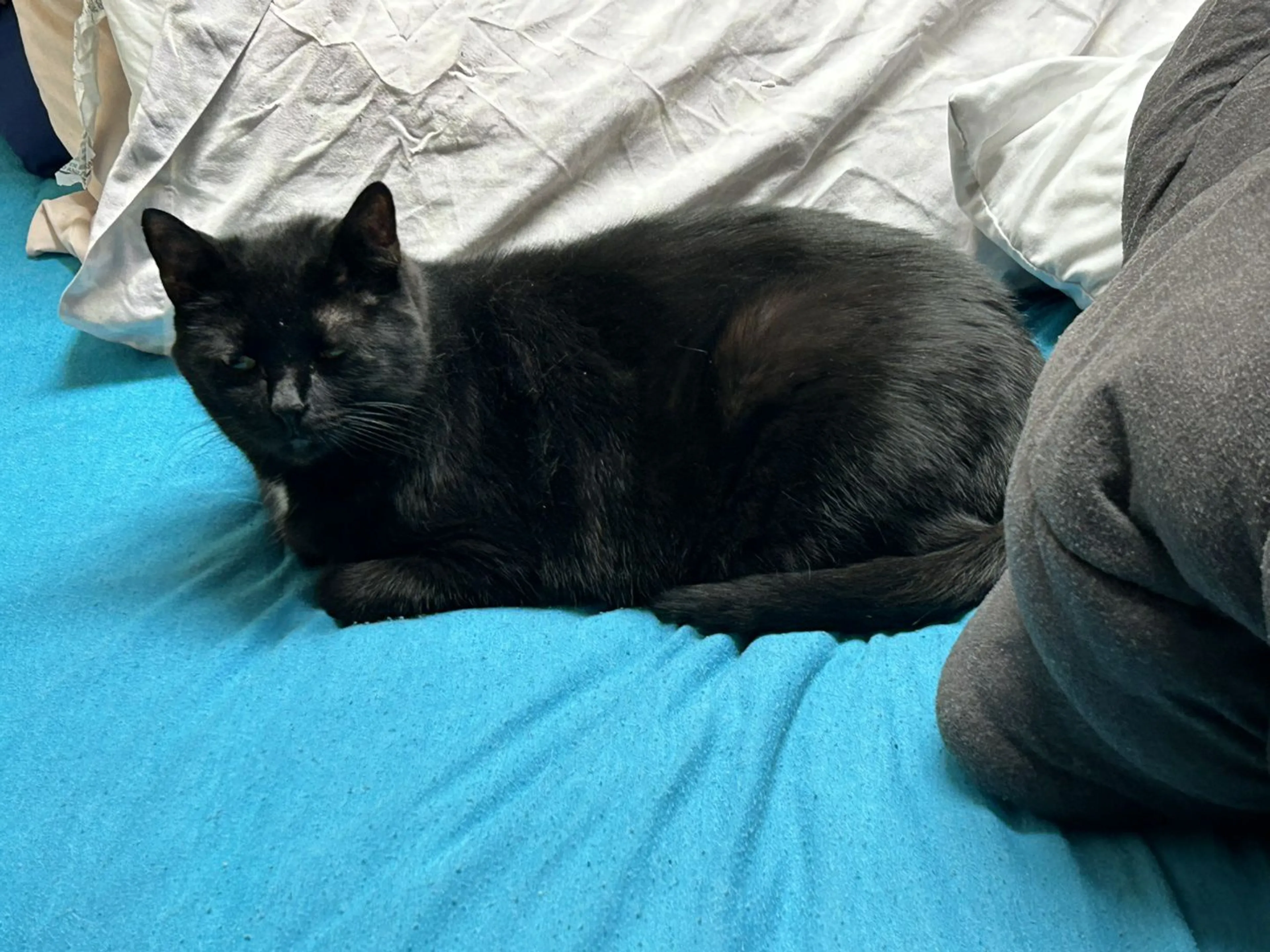 Lost pet-3