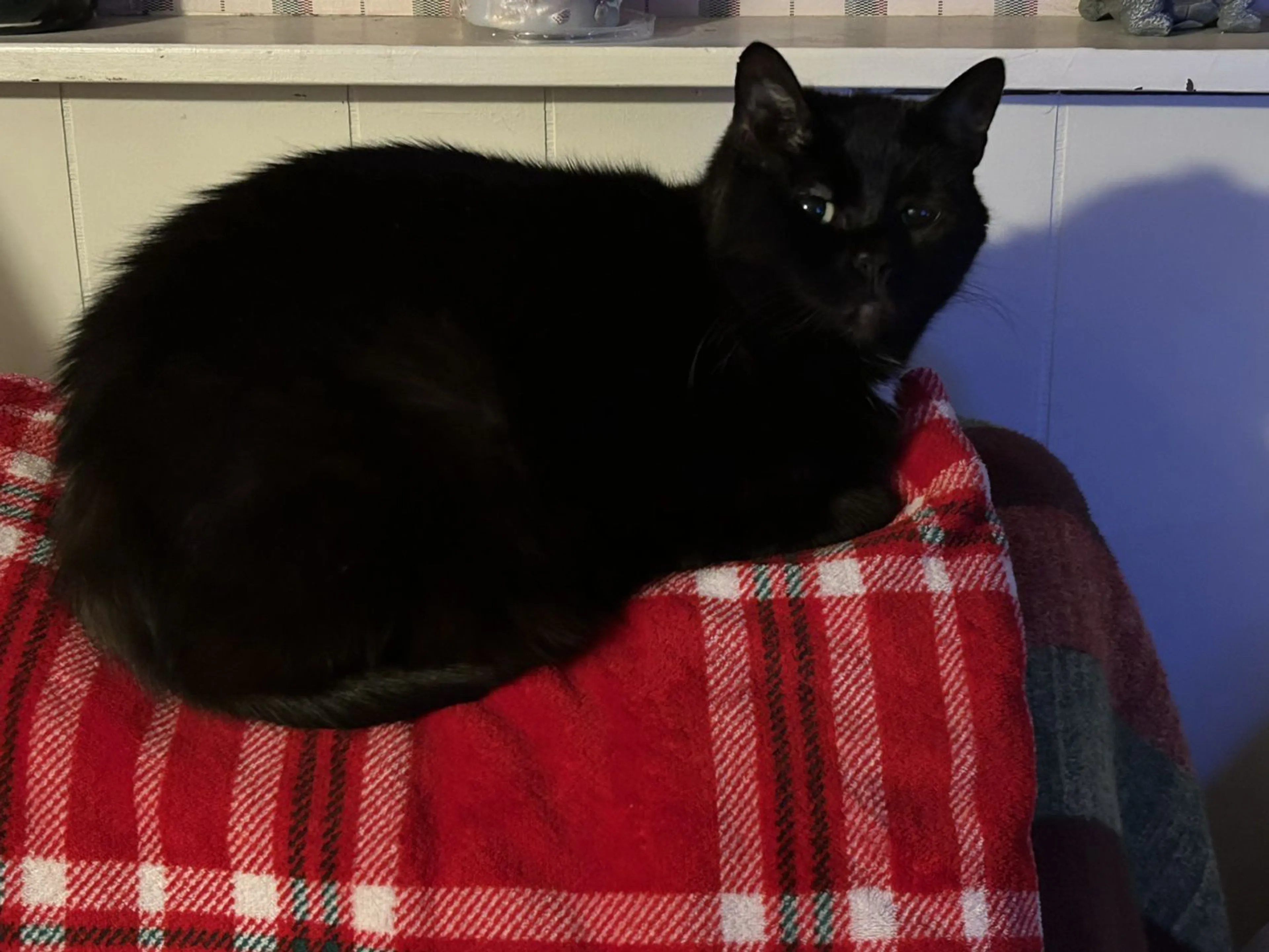 Lost pet-2