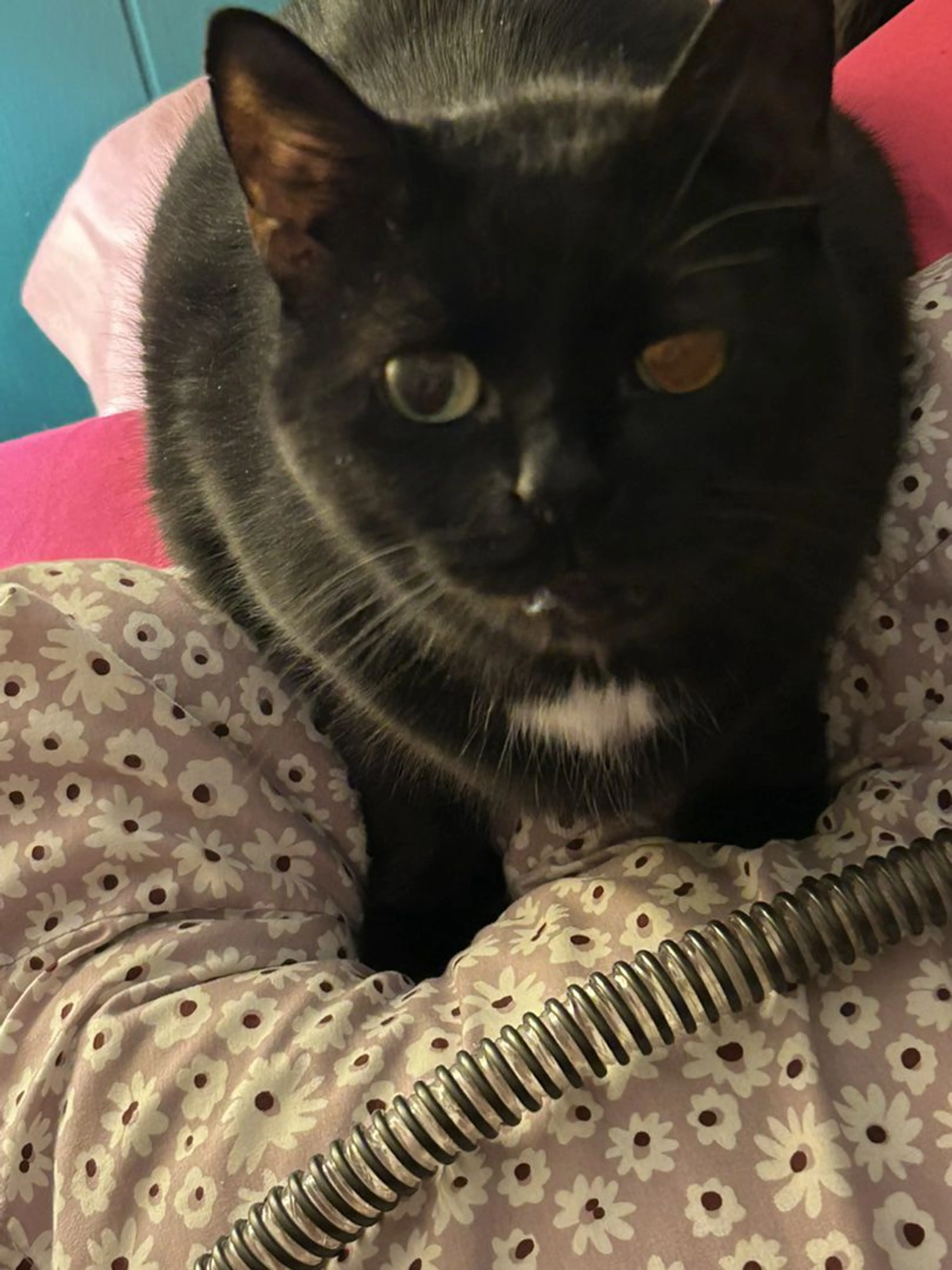 Lost pet-0