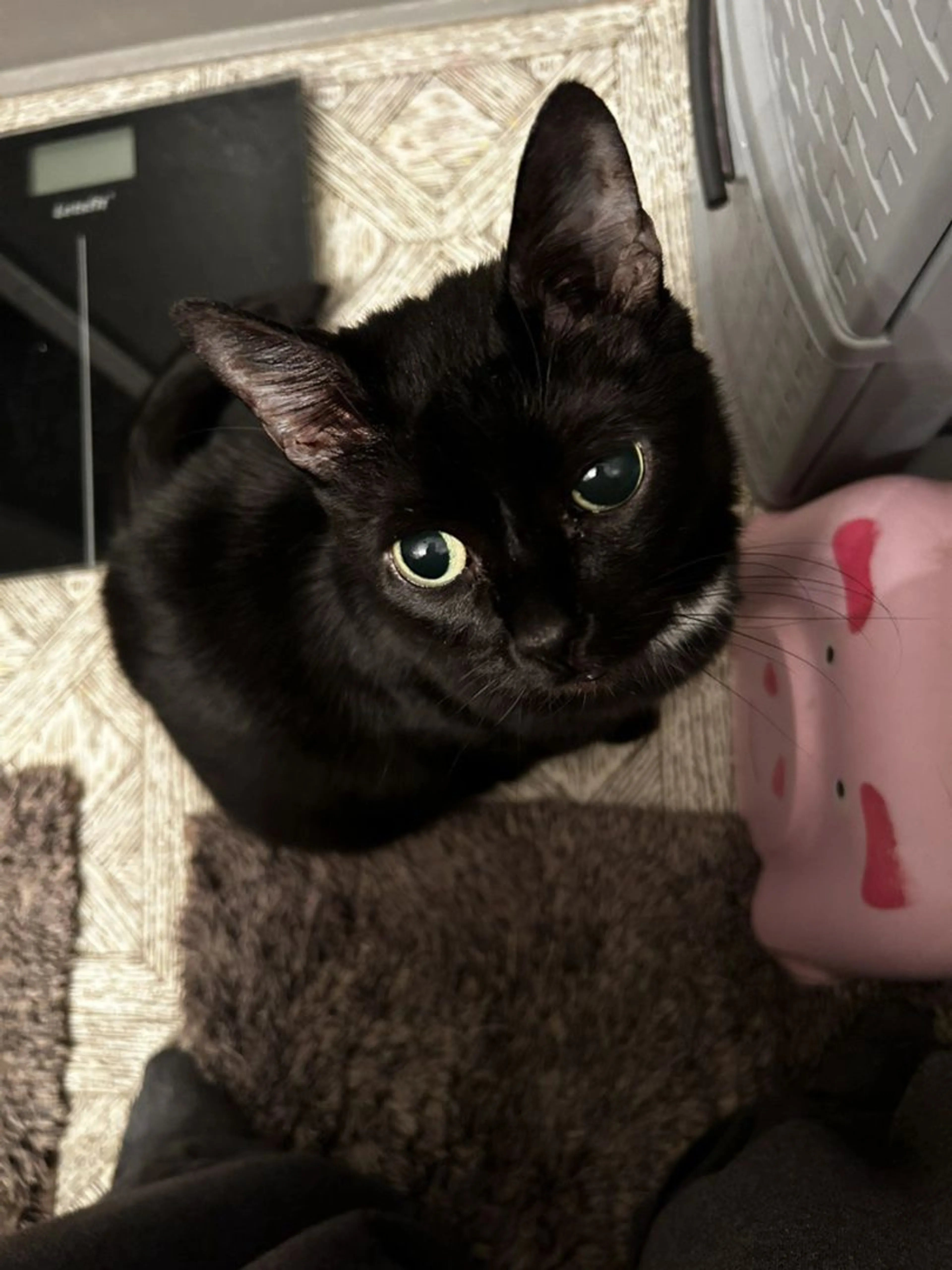Lost pet-4