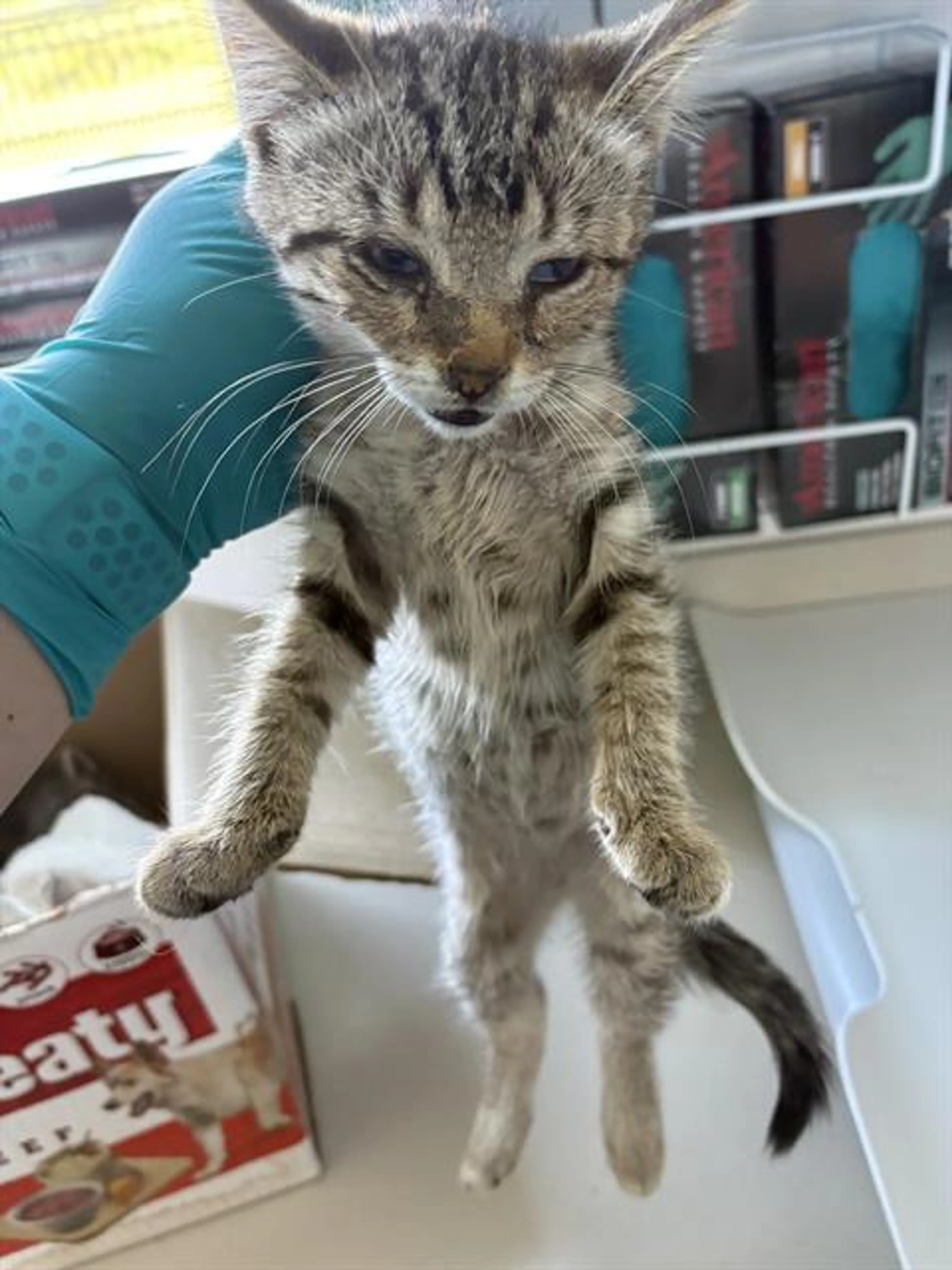 Found pet