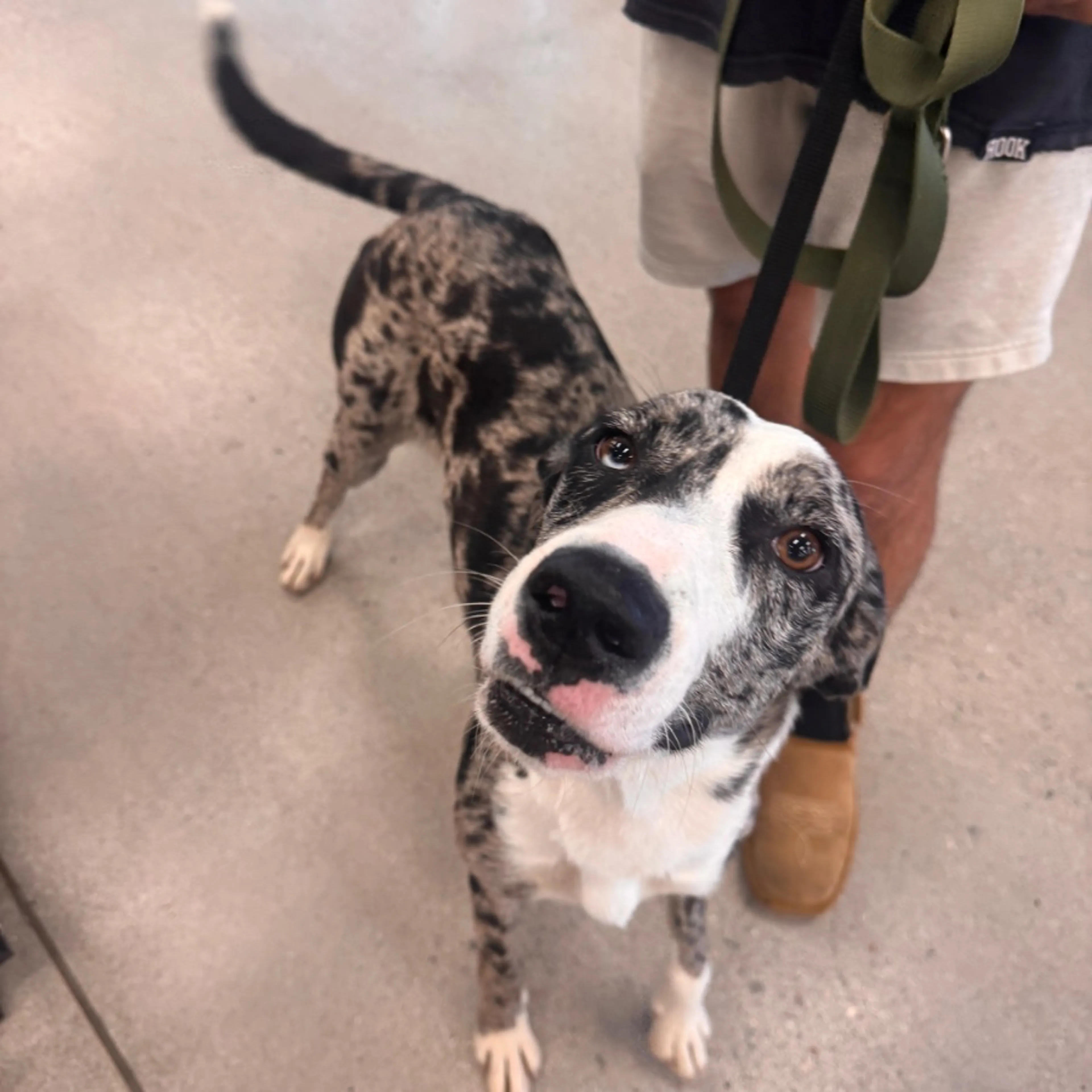 Found pet