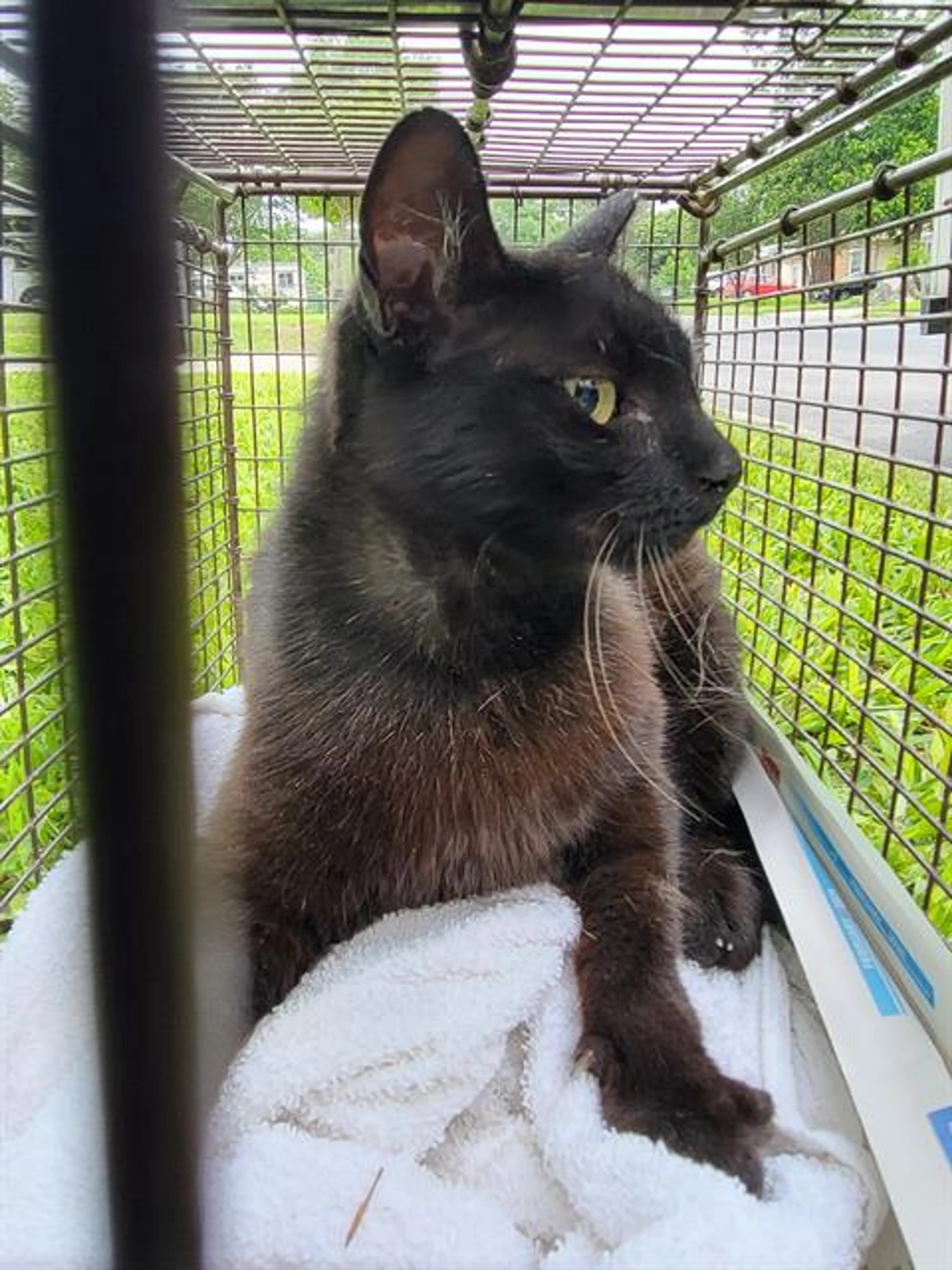 Found pet