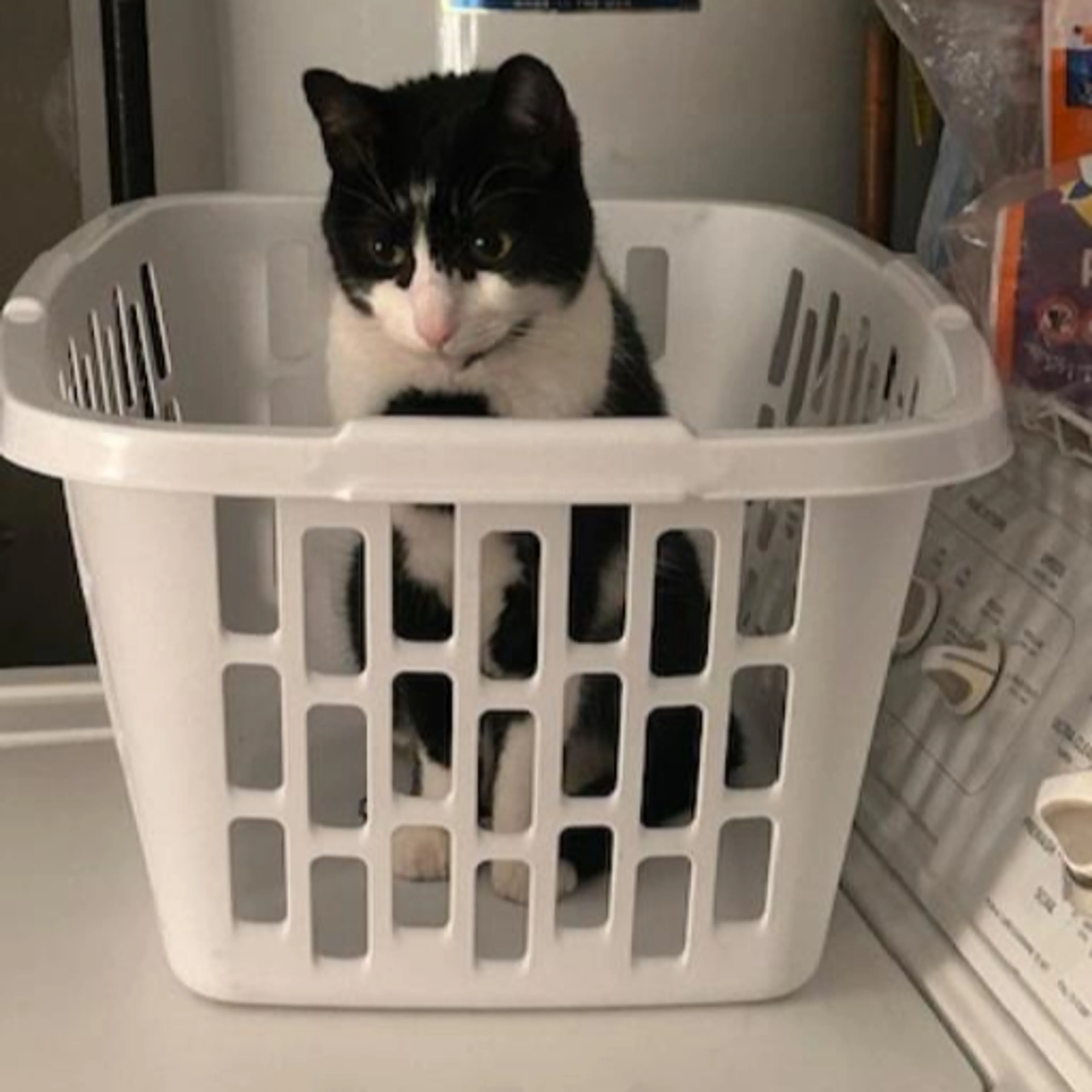 Lost pet-1