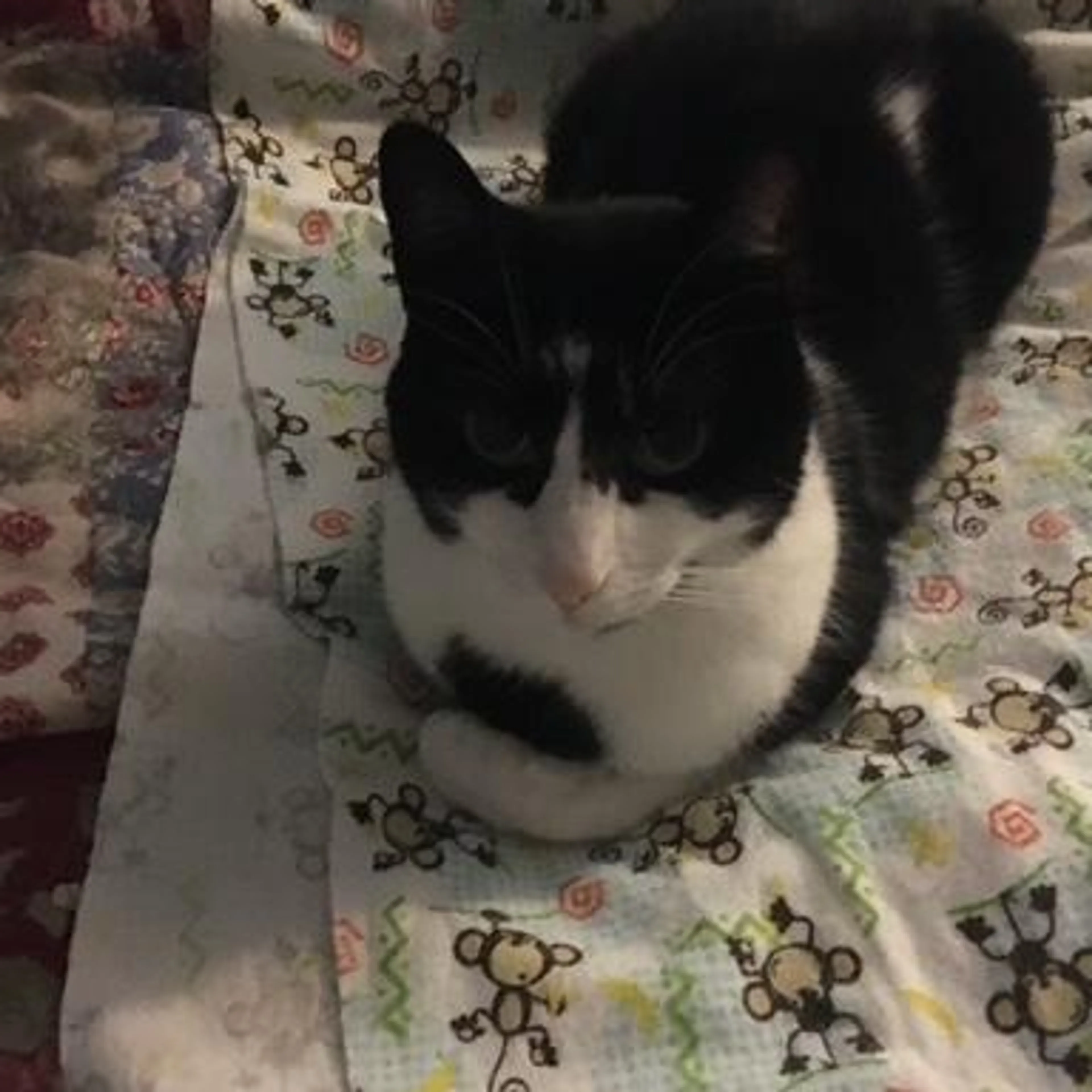 Lost pet-2