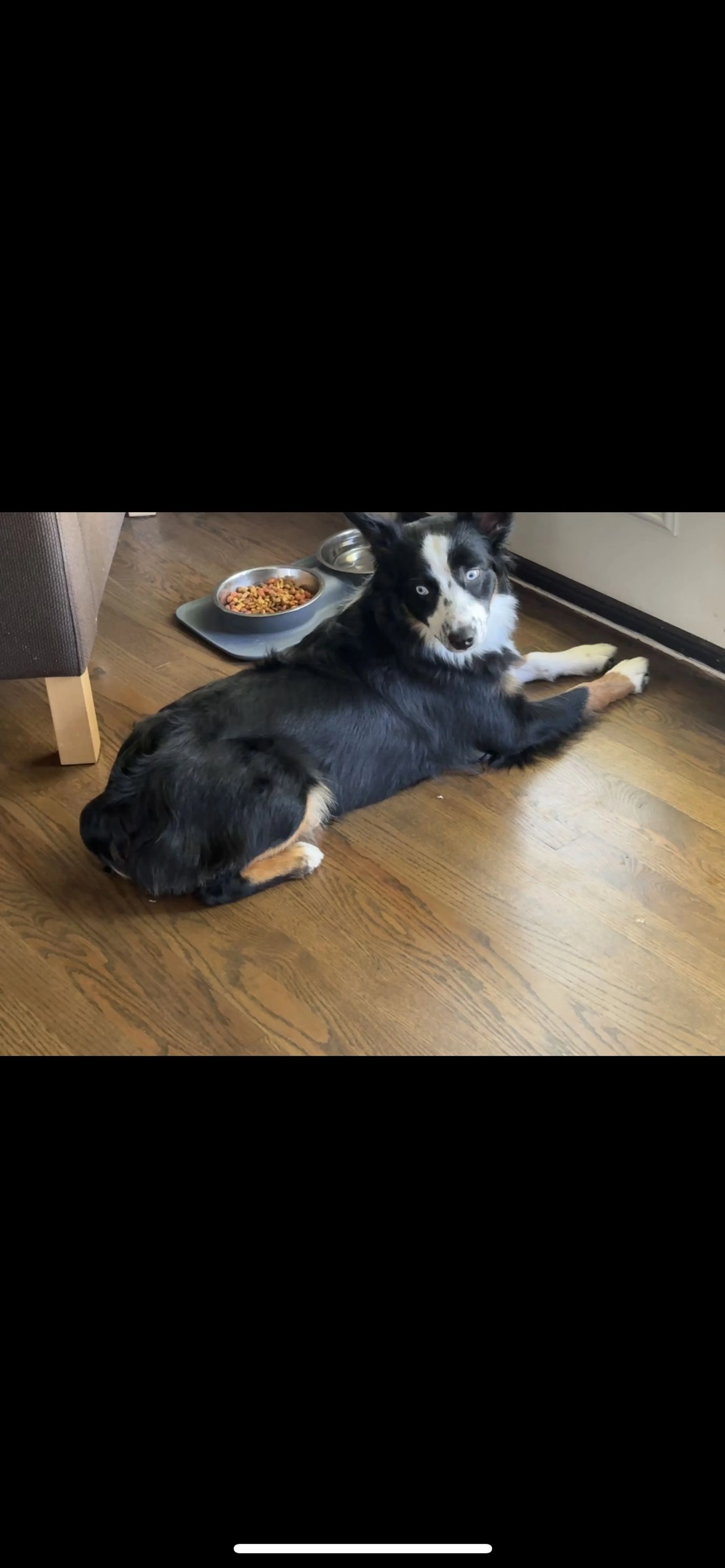 Lost pet