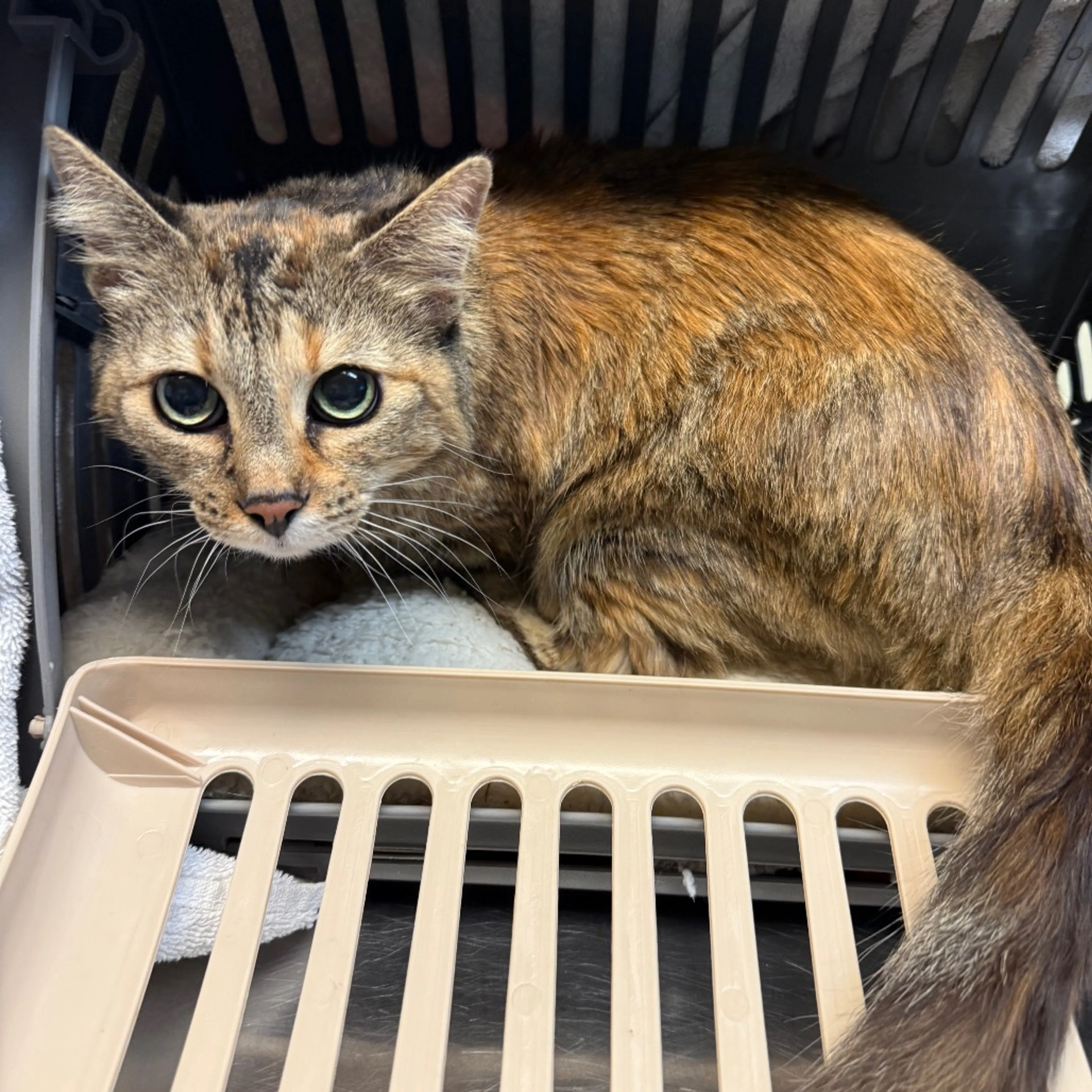 Found pet