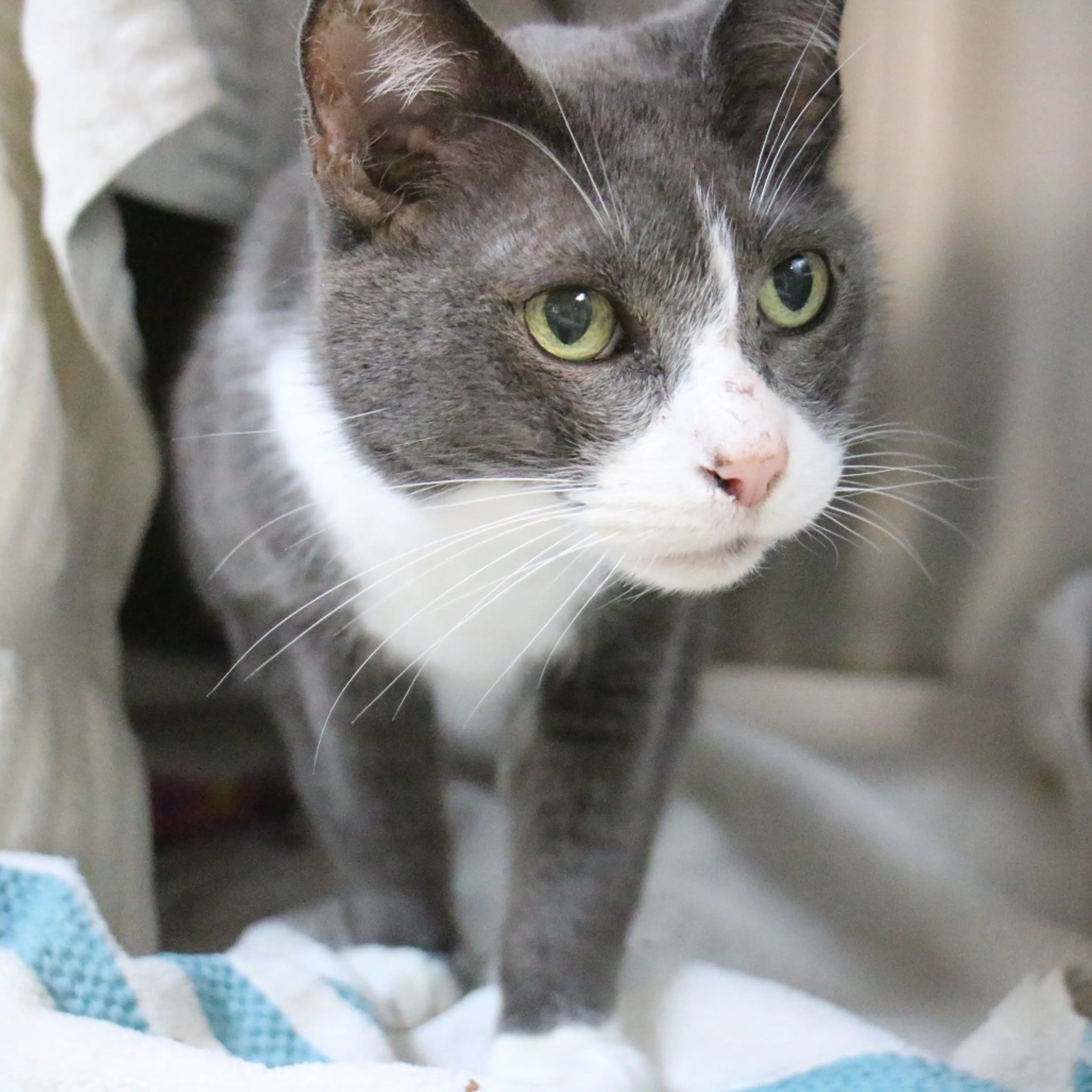 Found pet-1