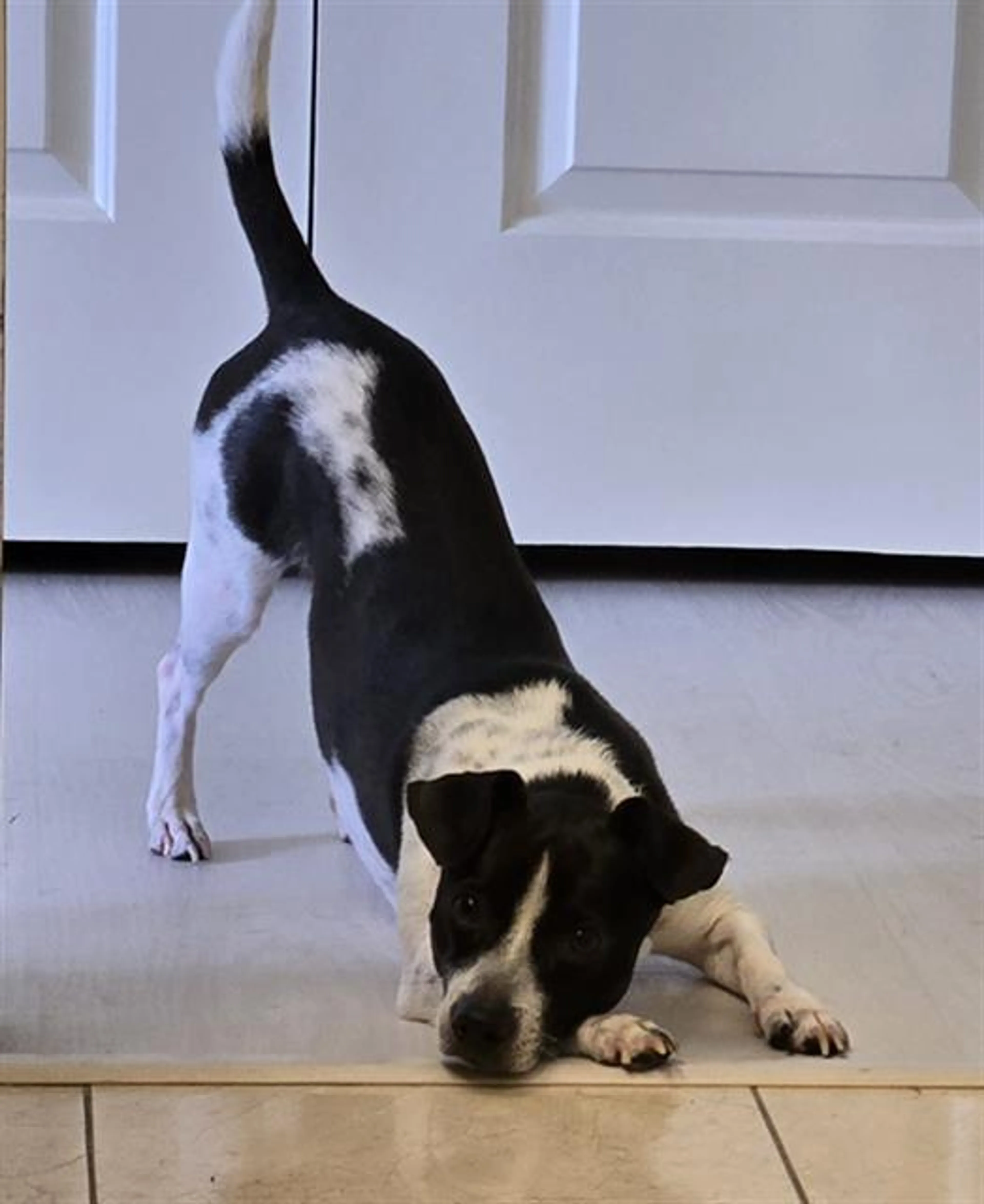 Found pet