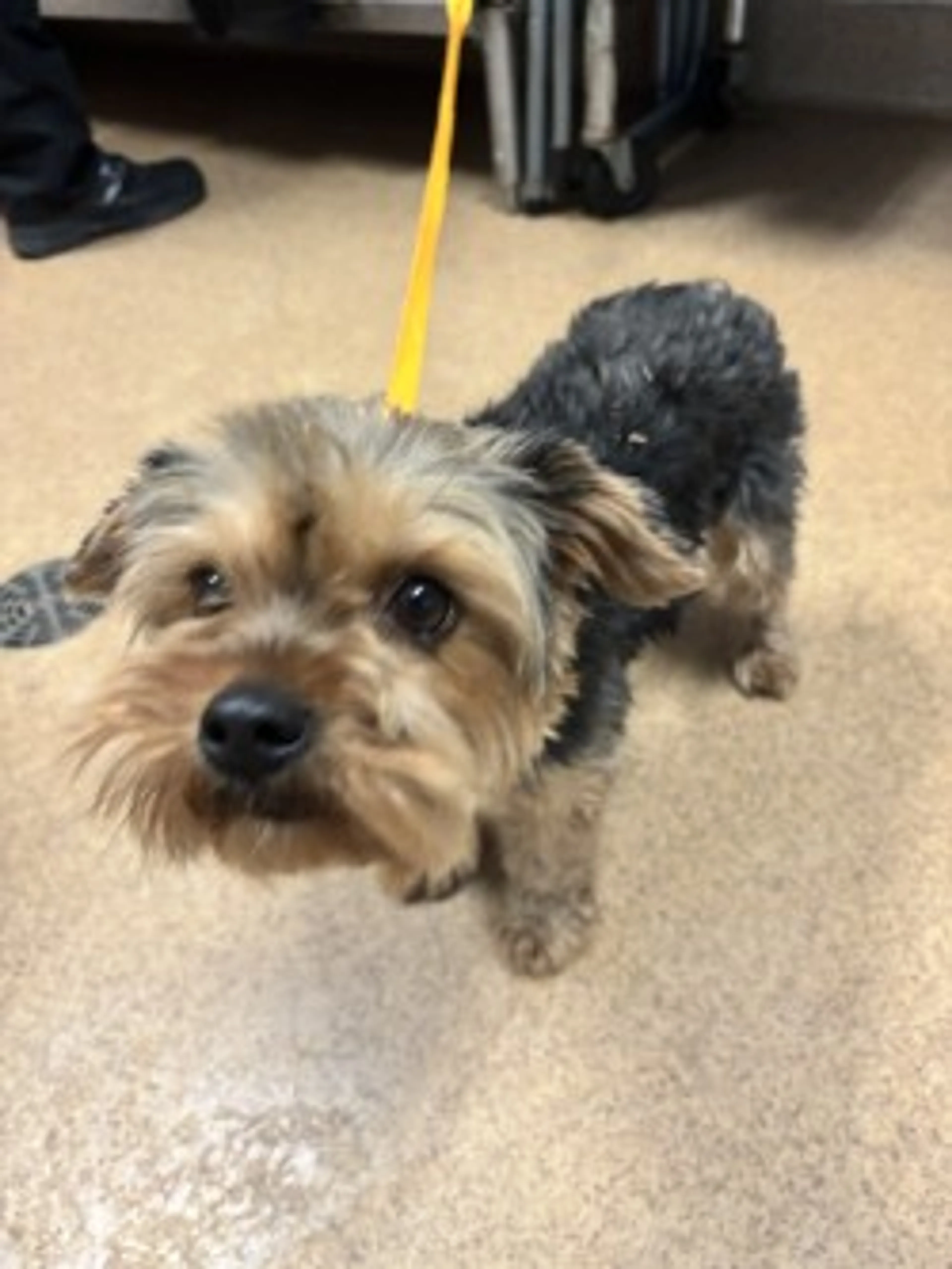Found pet