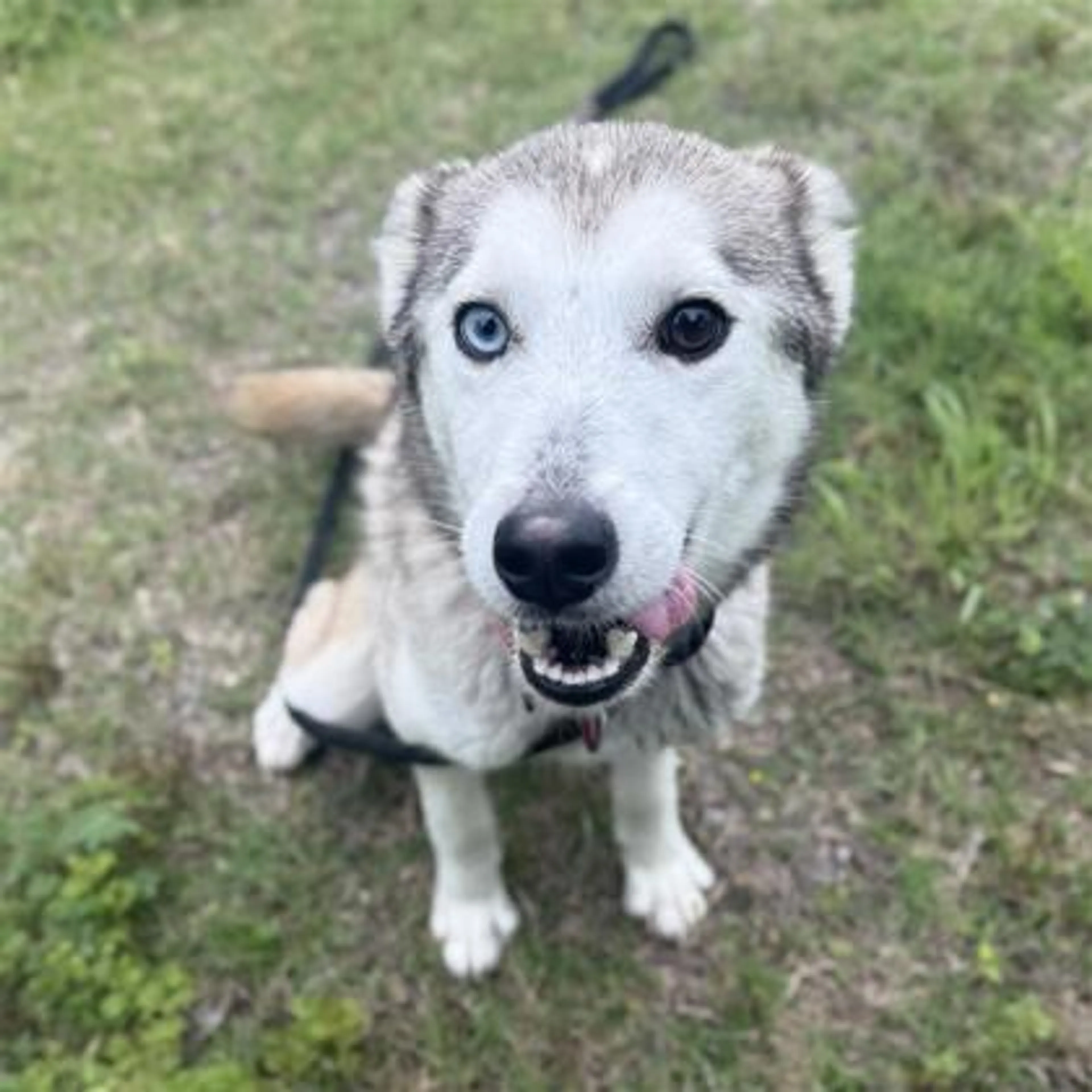 Found pet-2