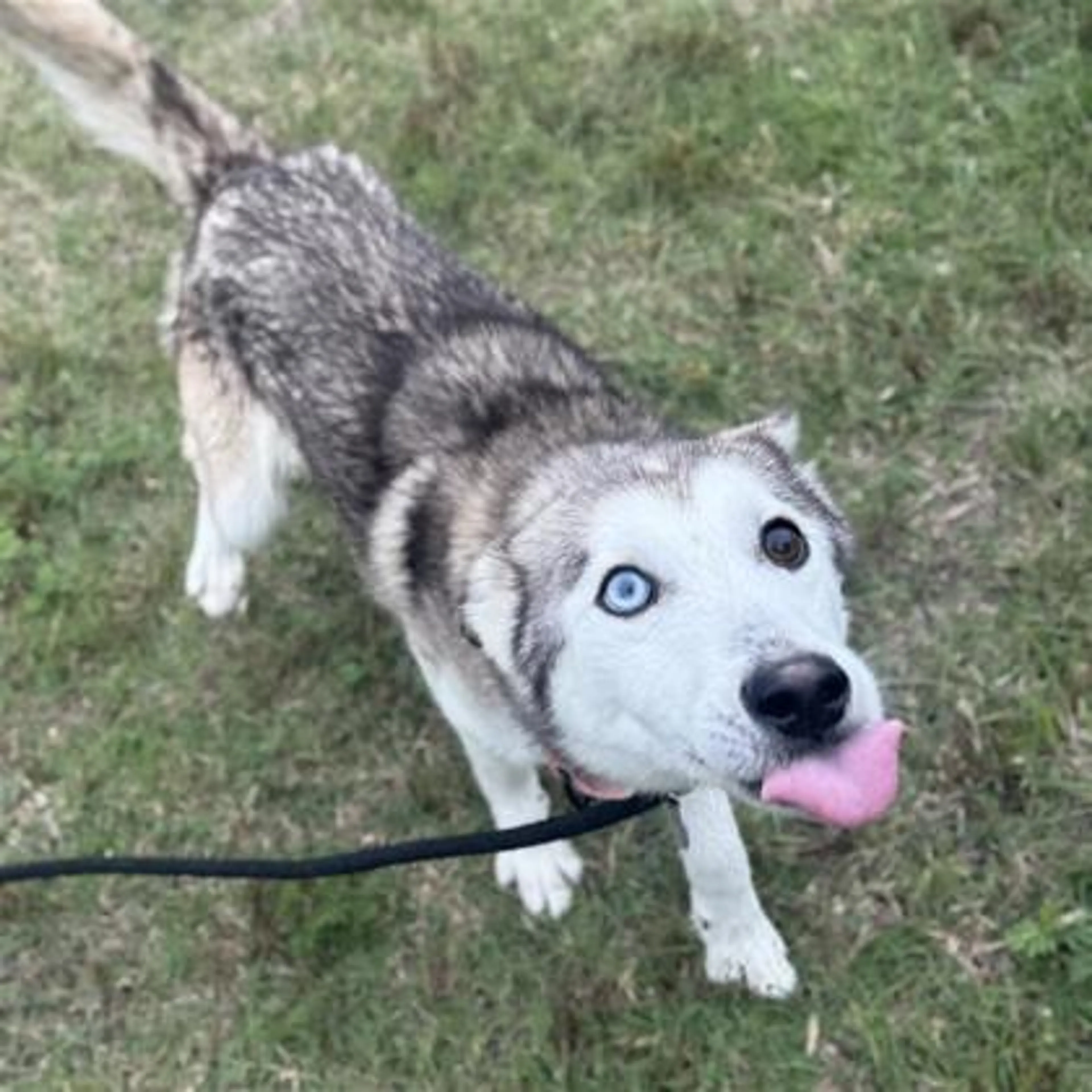 Found pet-1