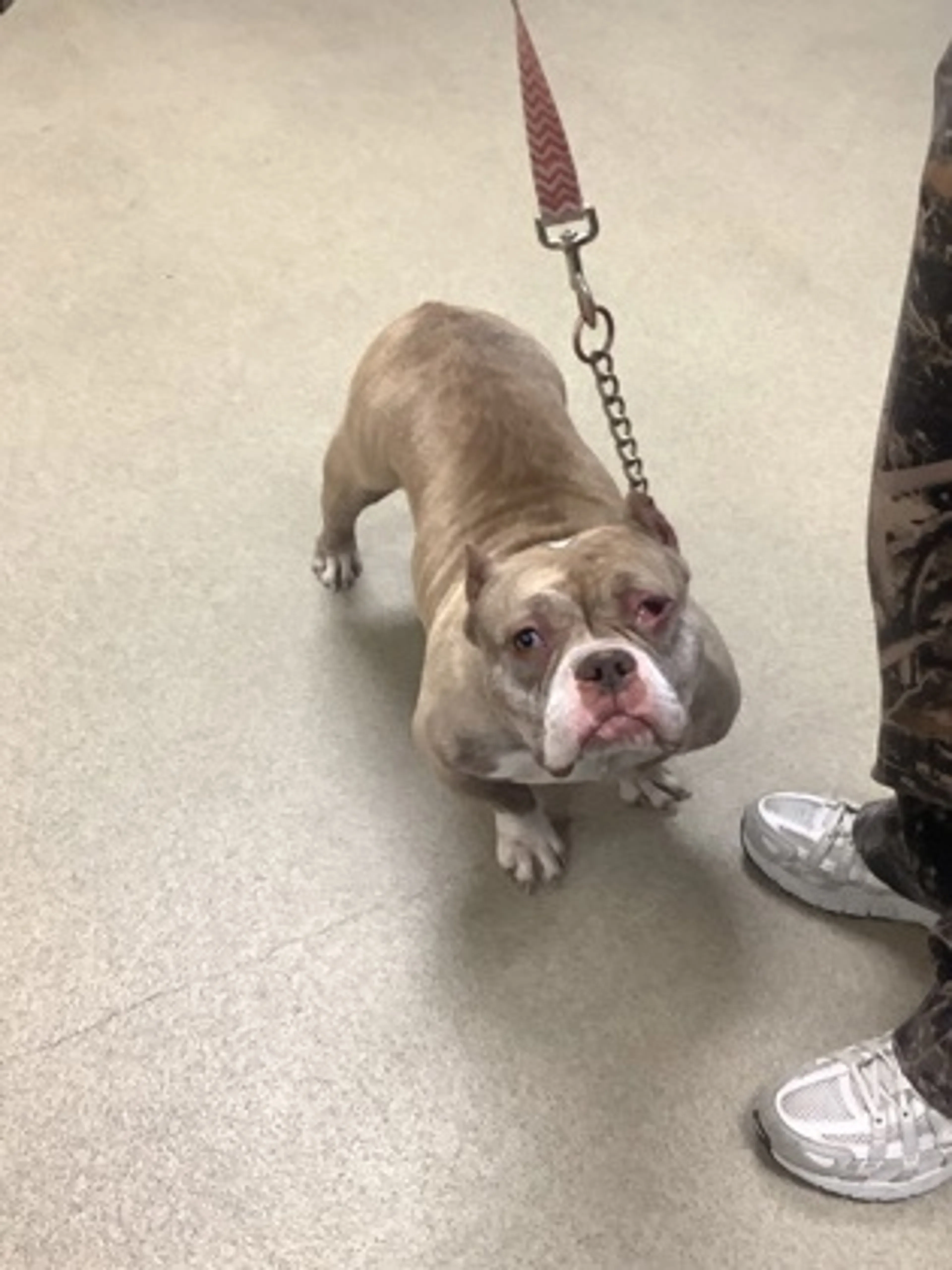 Found pet-2