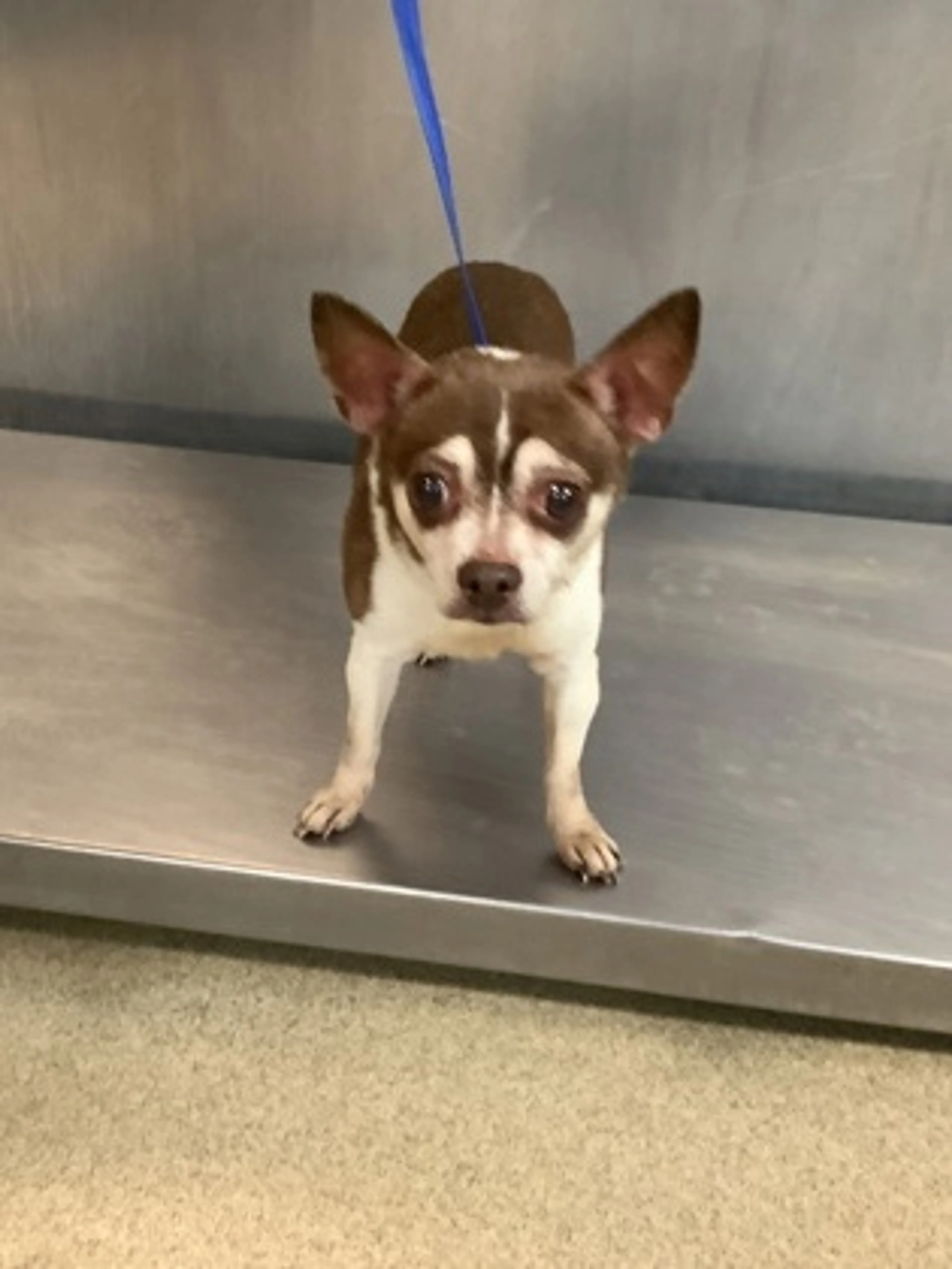 Found pet