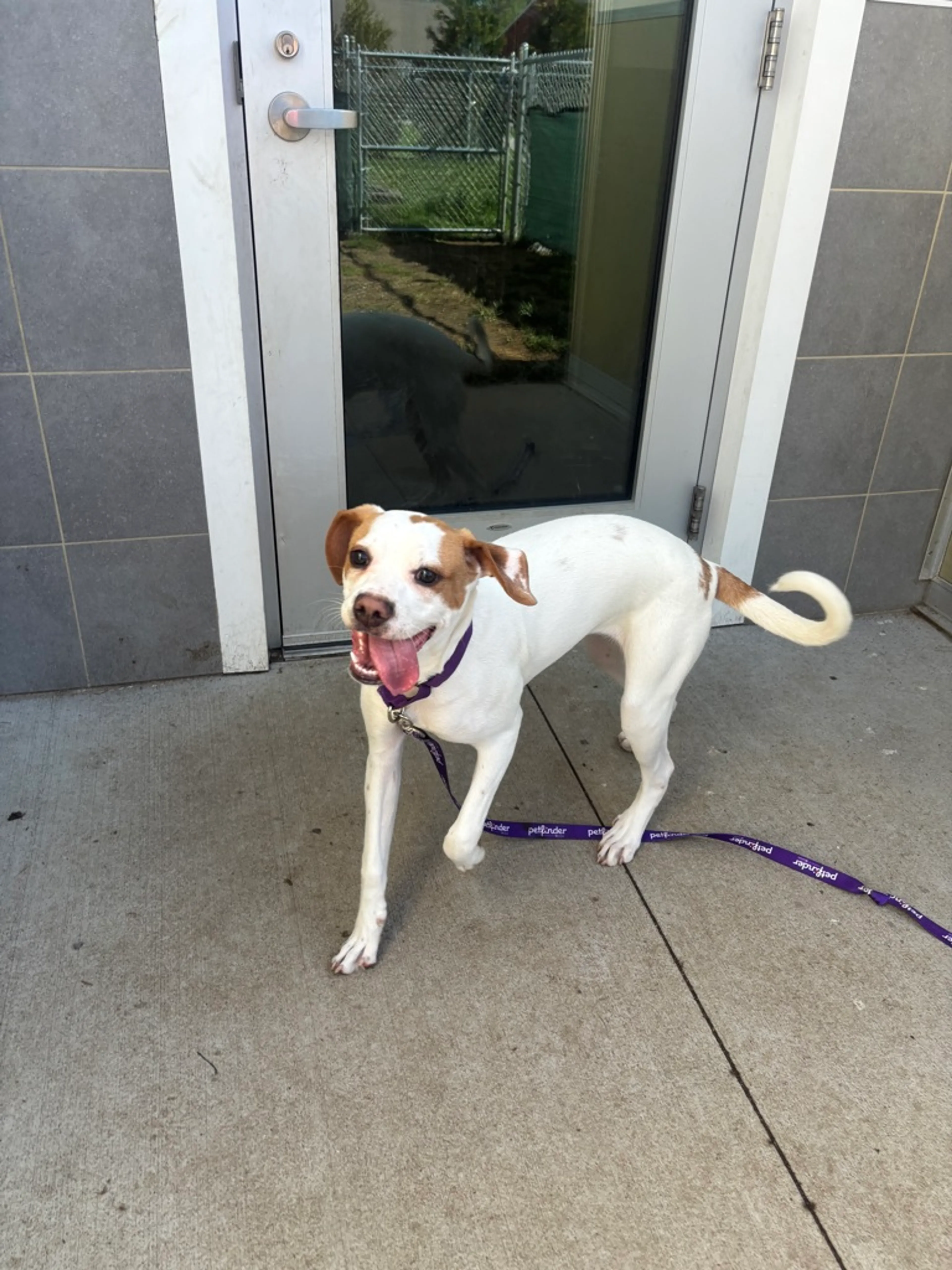 Found pet-2