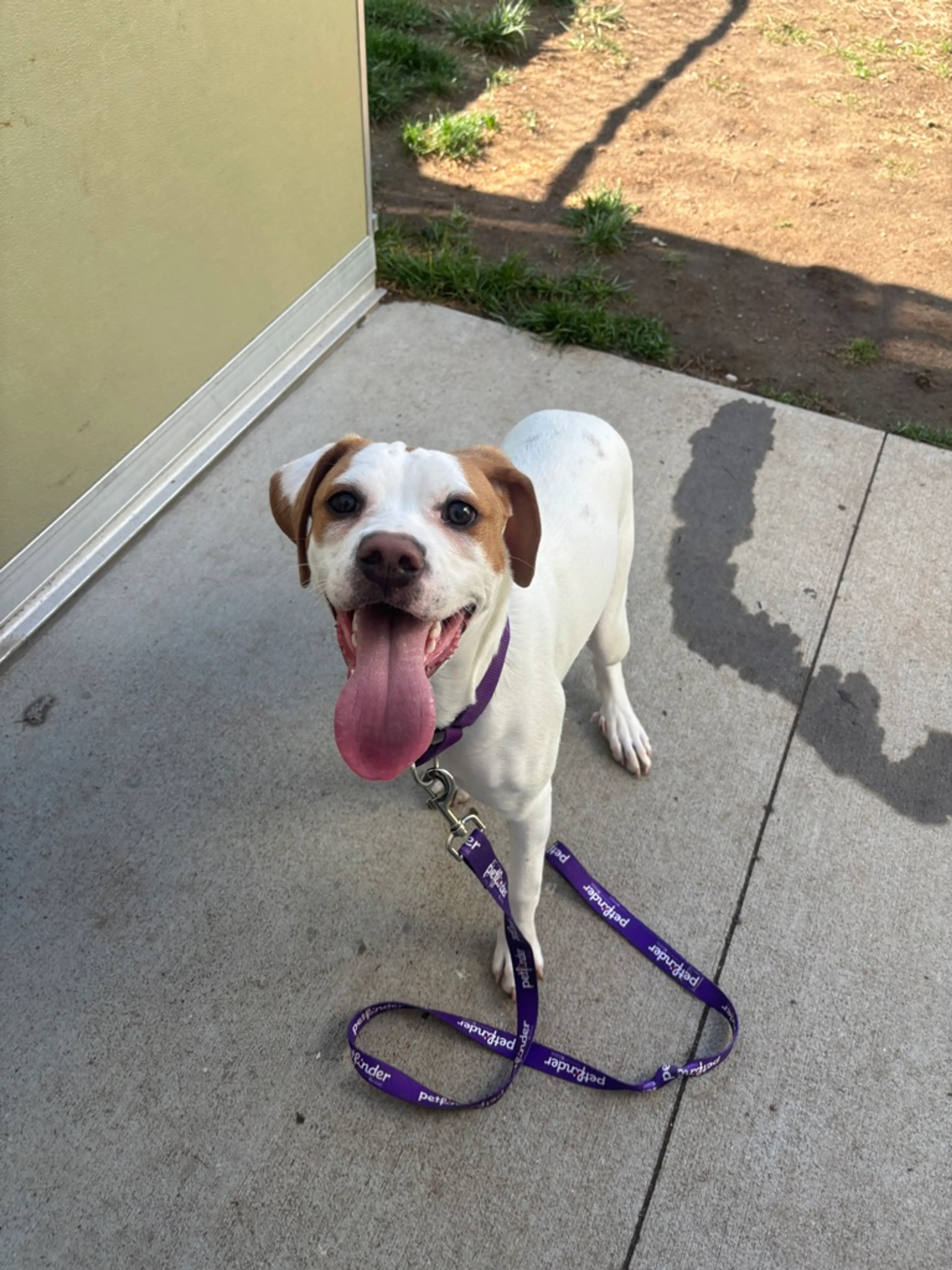 Found pet-1