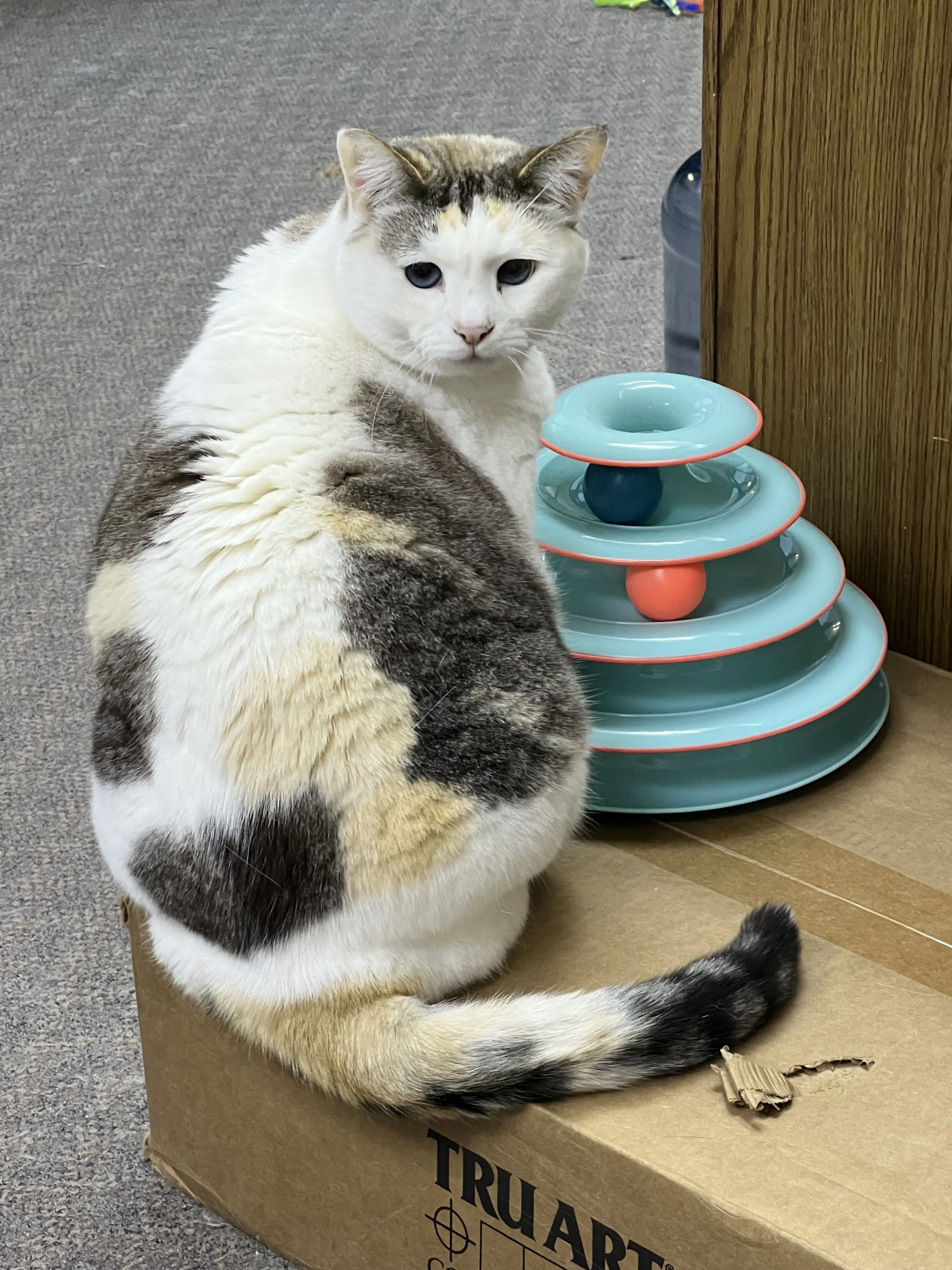 Lost pet