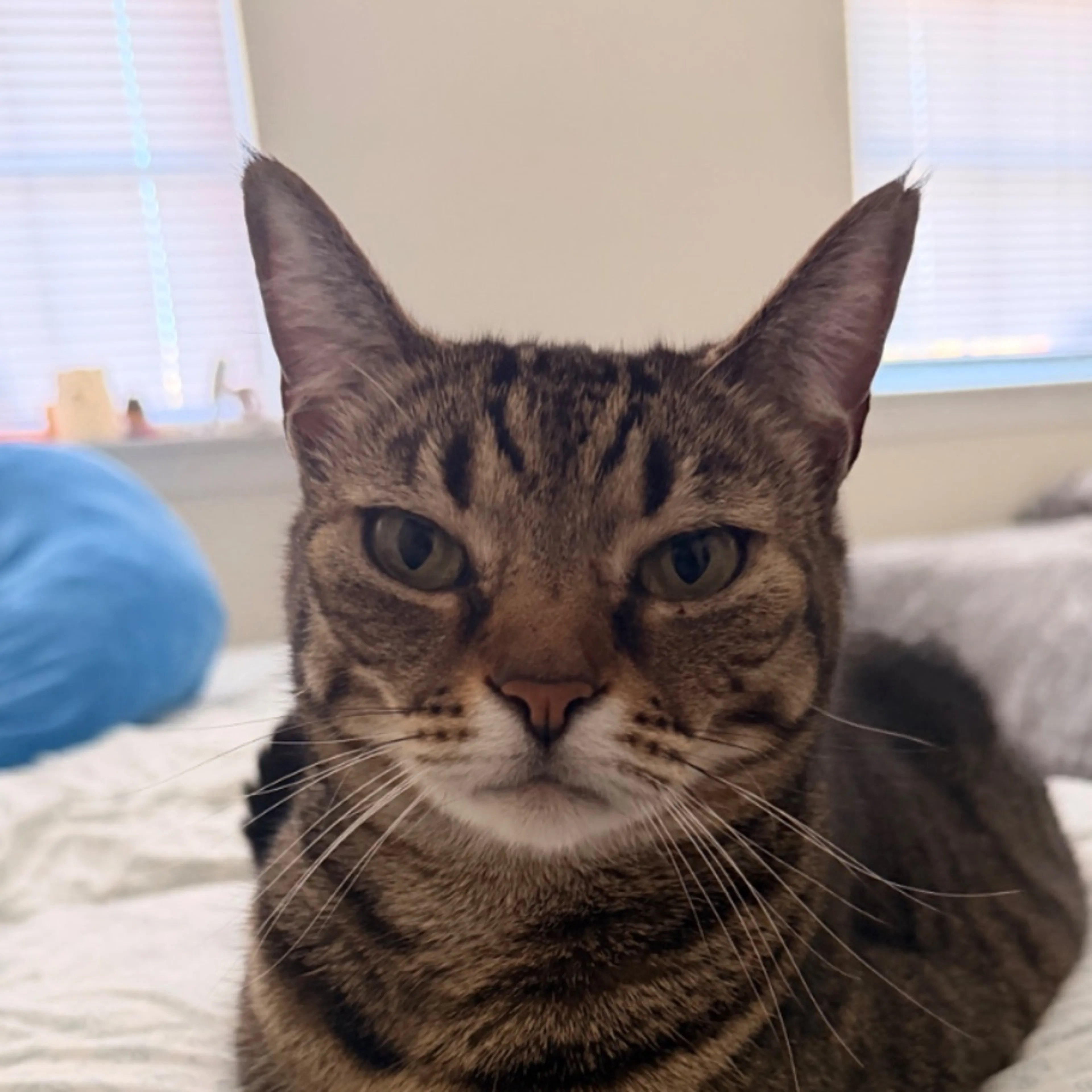 Lost pet