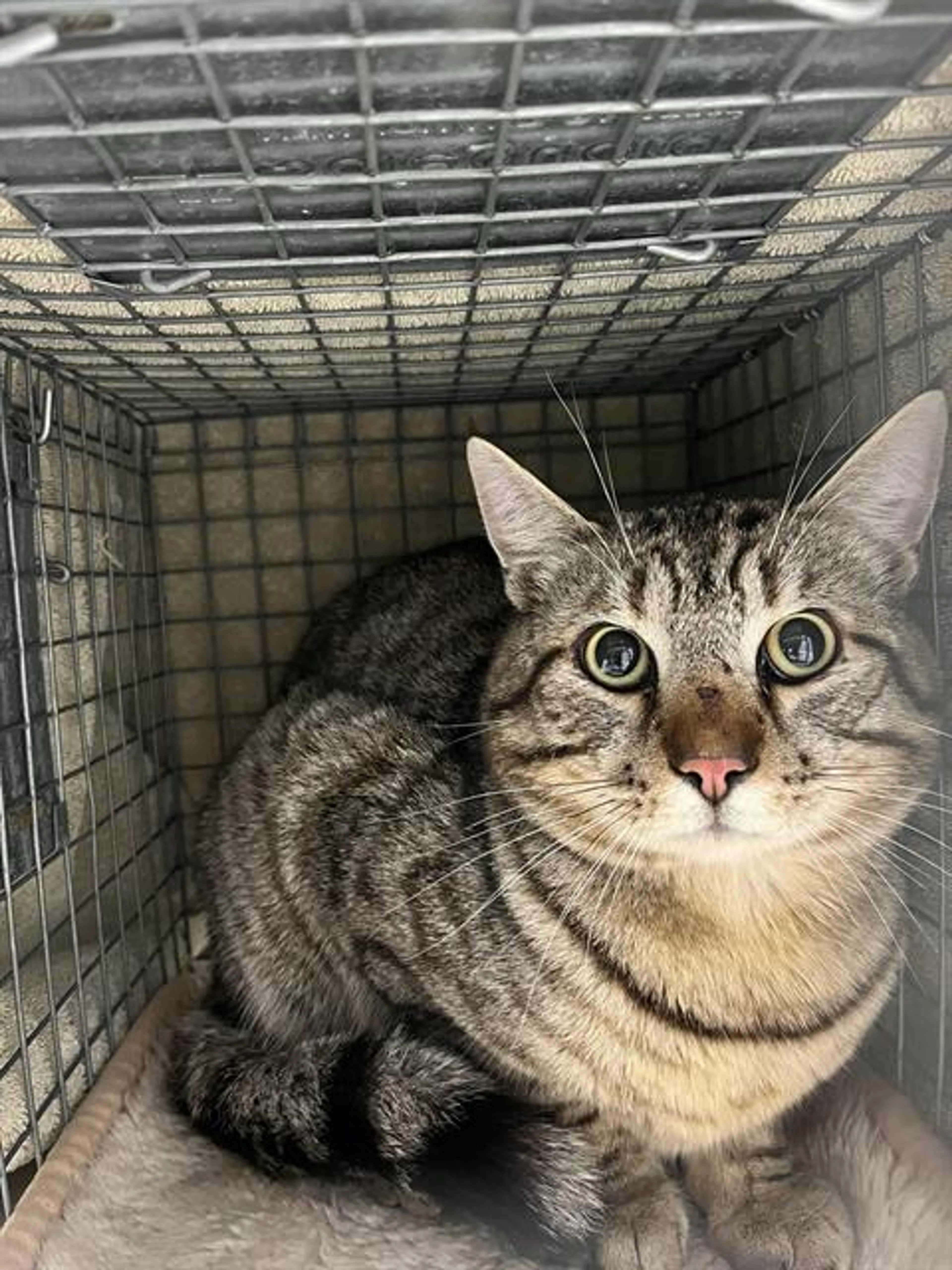 Found pet