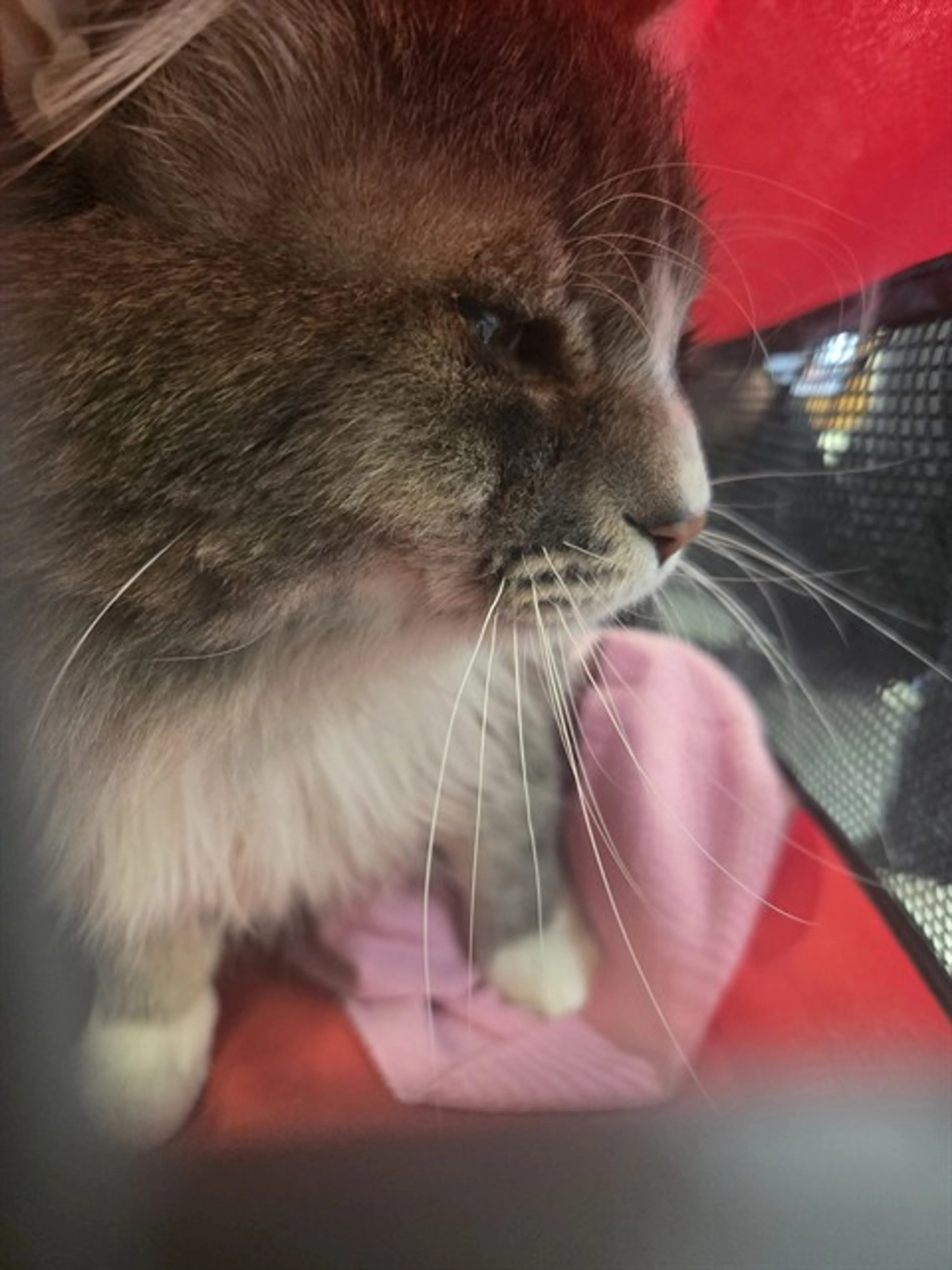 Found pet