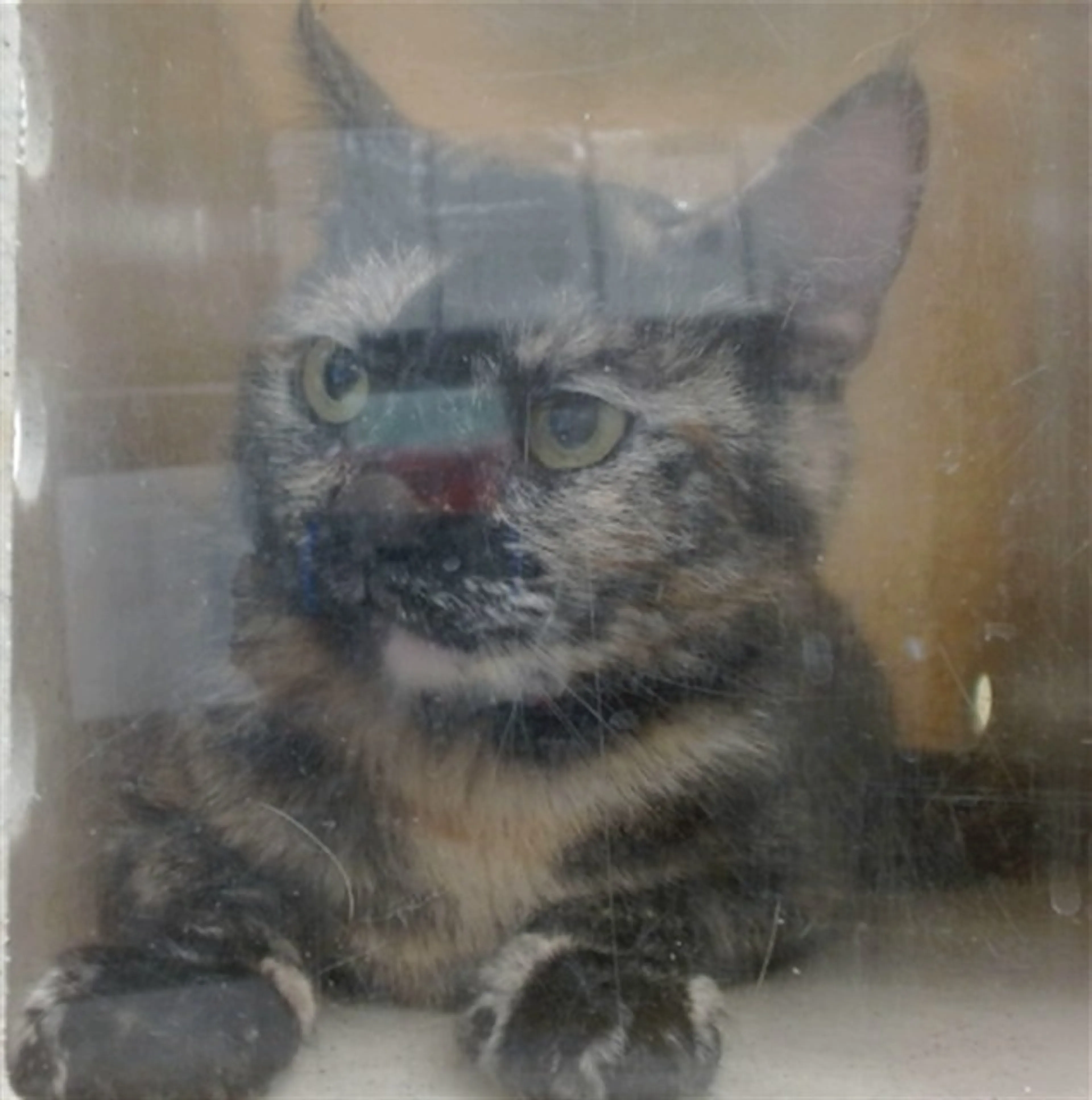 Found pet