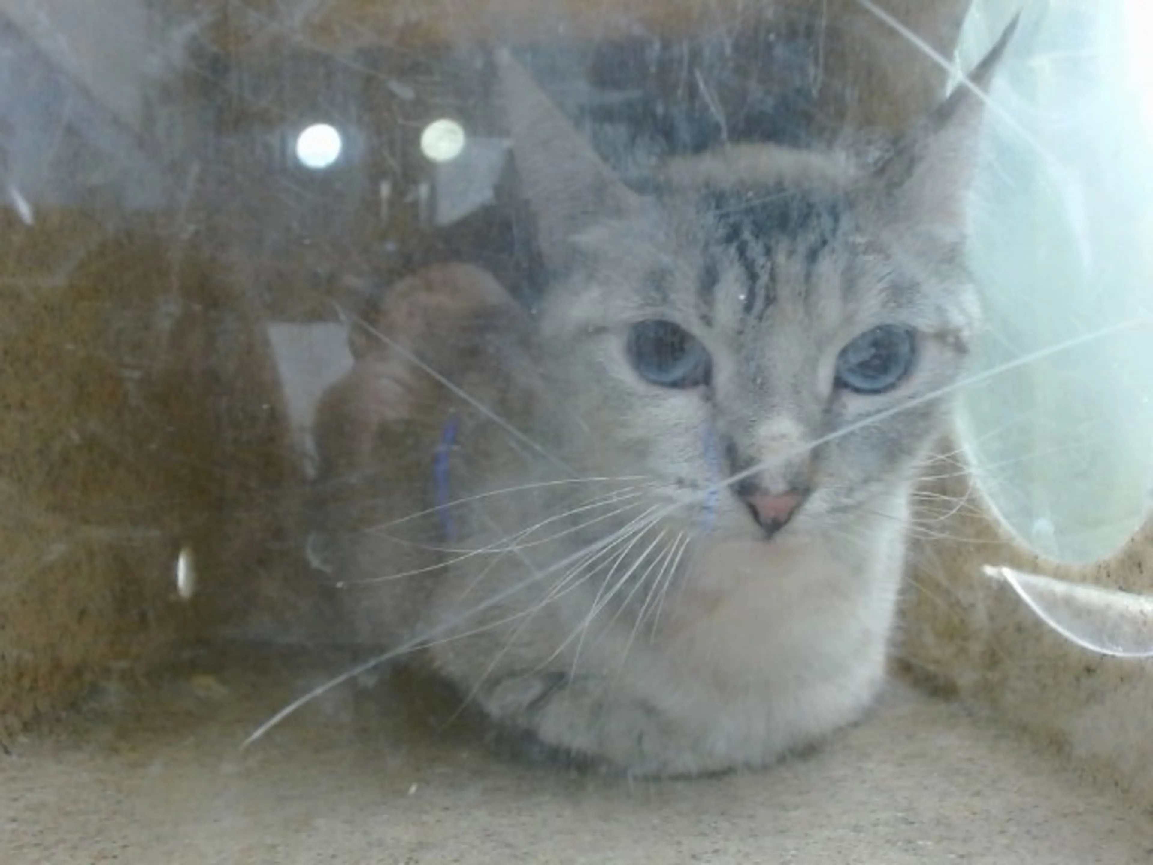 Found pet