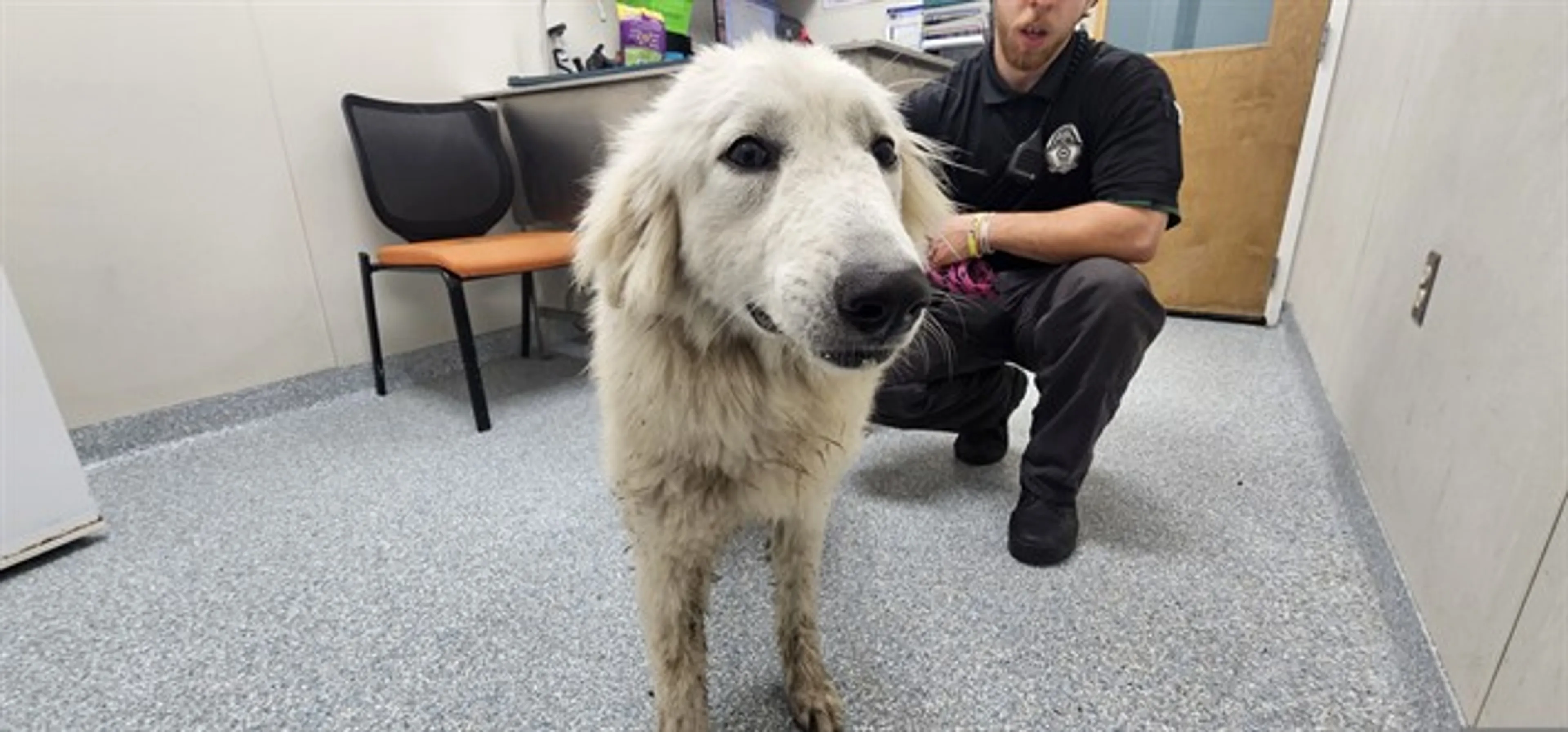 Found pet