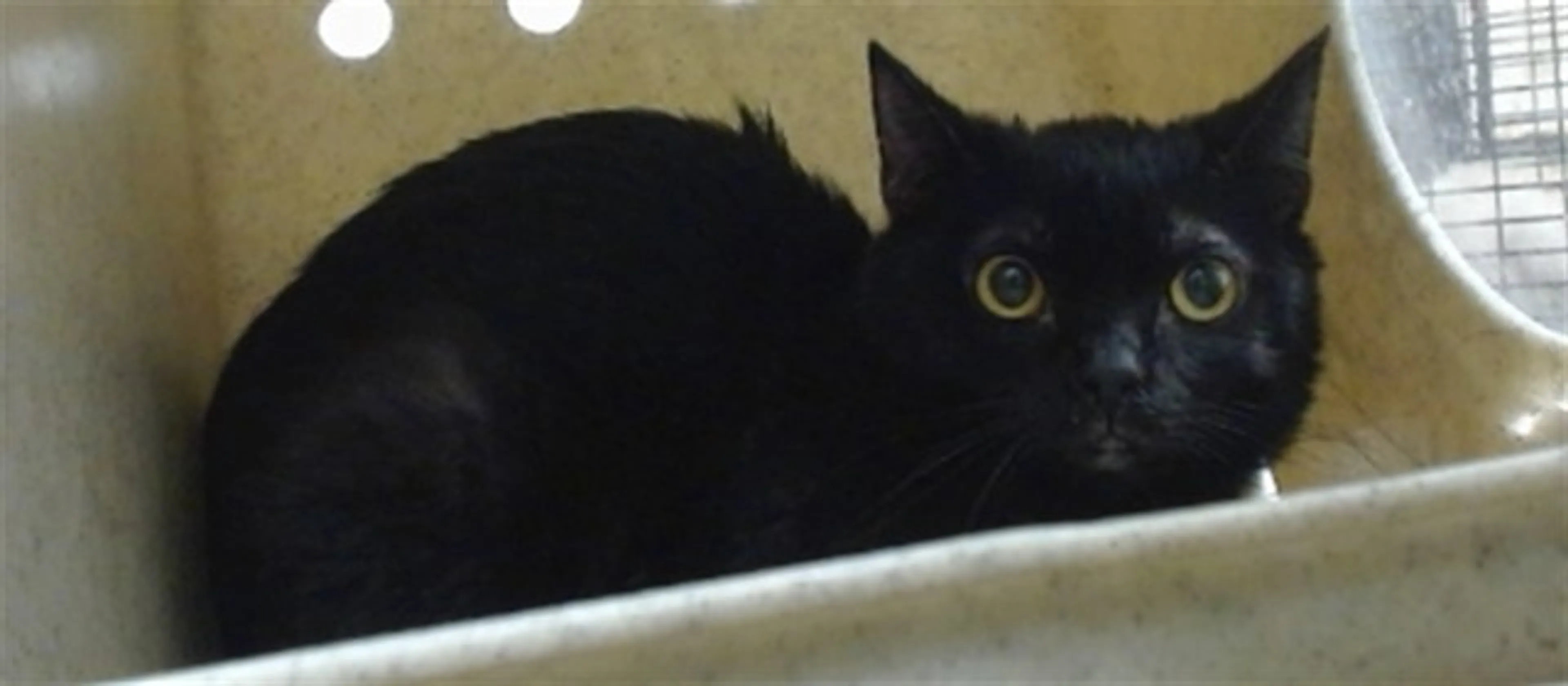 Found pet