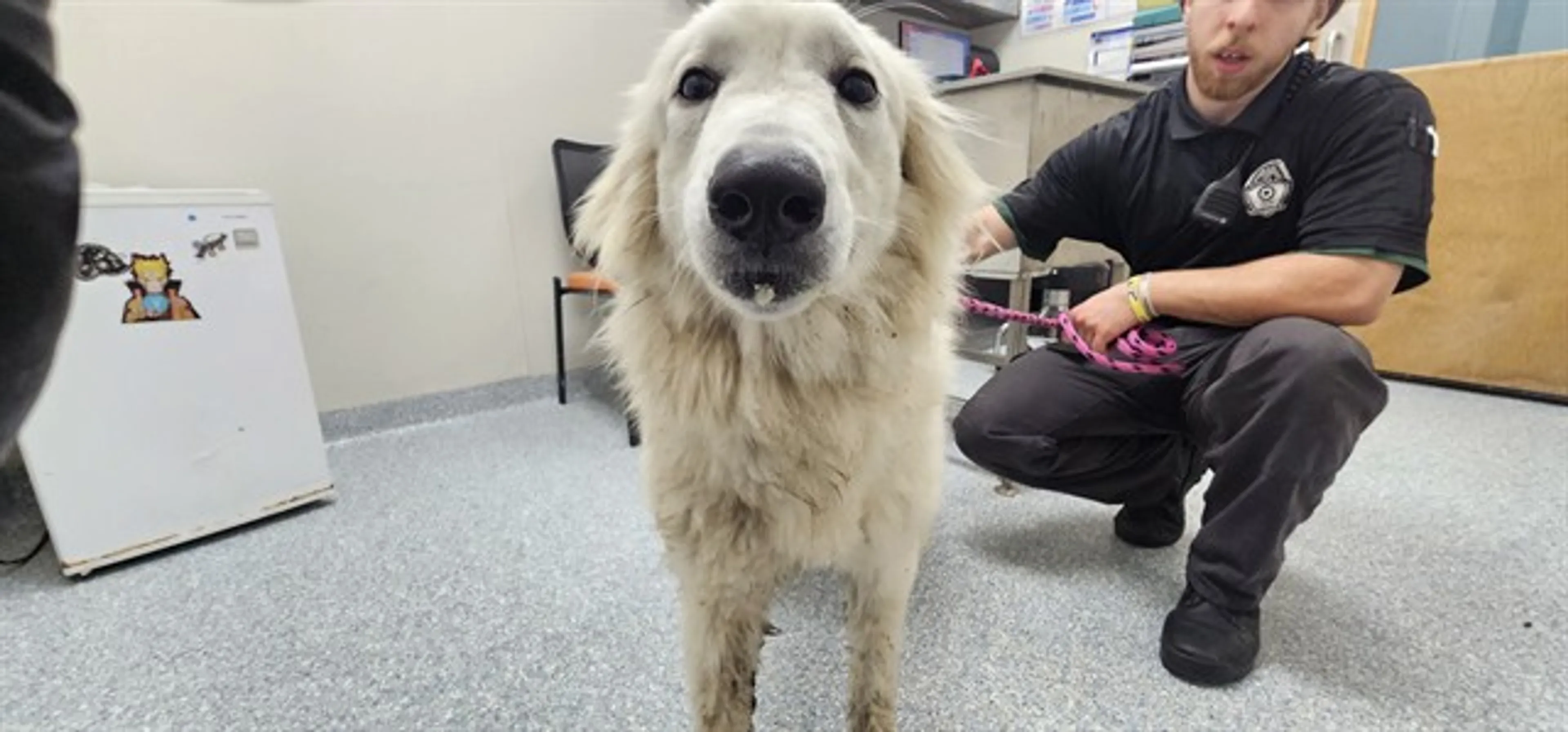 Found pet