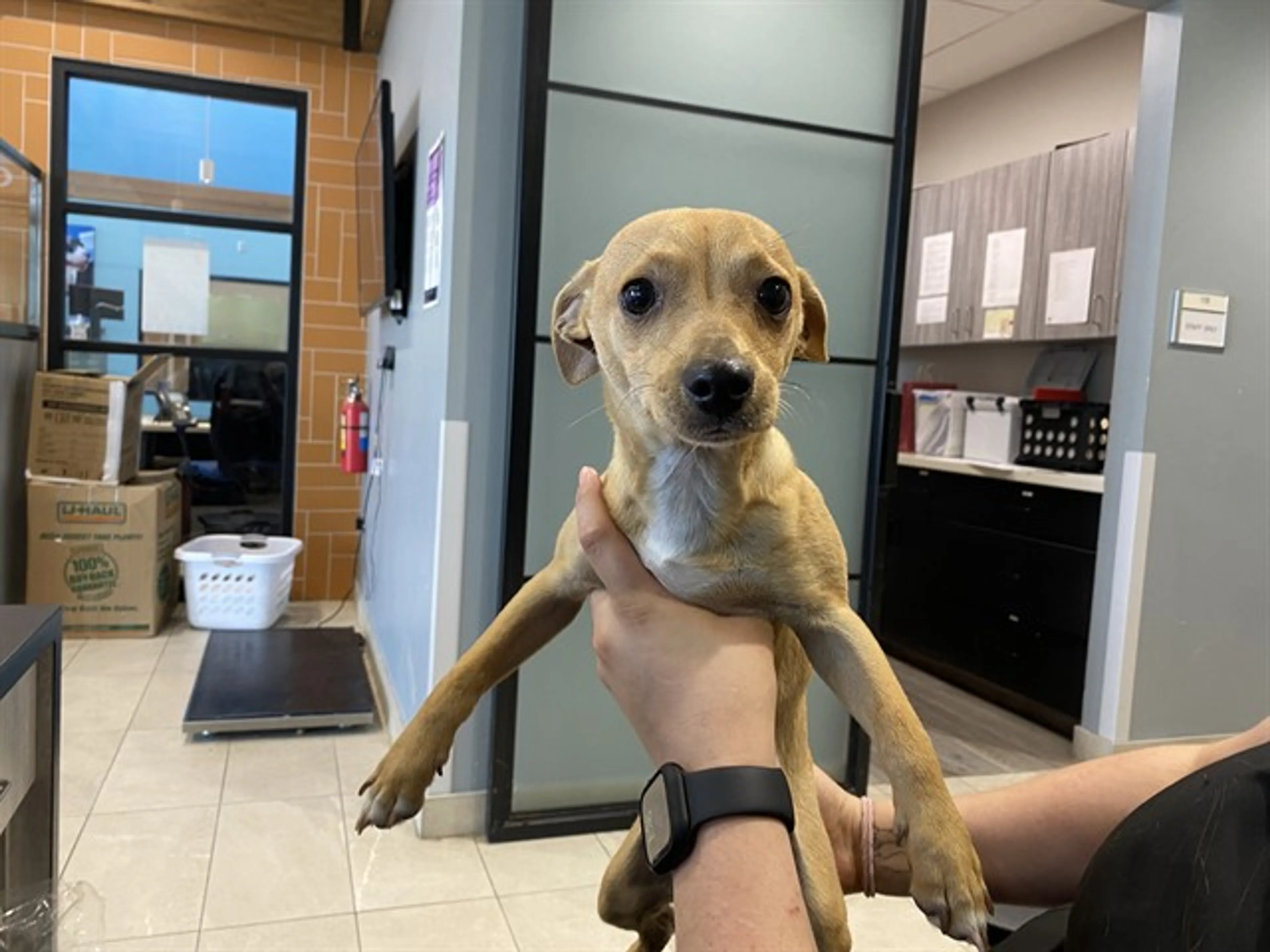 Found pet